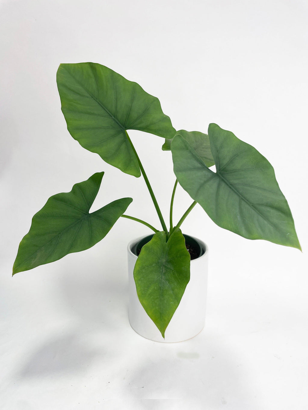 Alocasia Puber 'Green Goddess' | Heirloom Boulevard