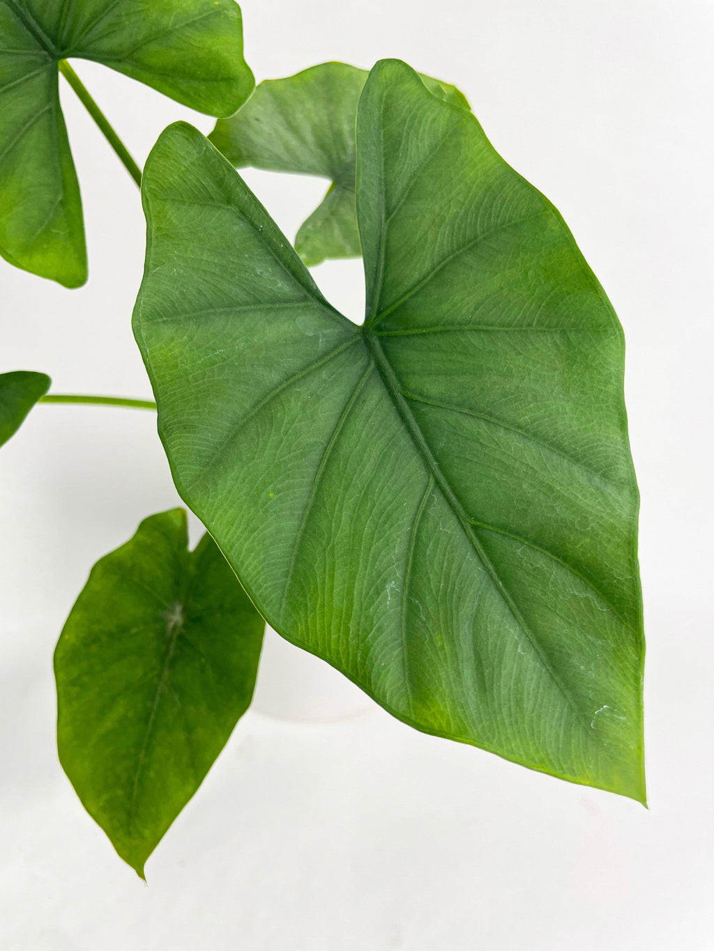 Alocasia Puber 'Green Goddess' | Heirloom Boulevard