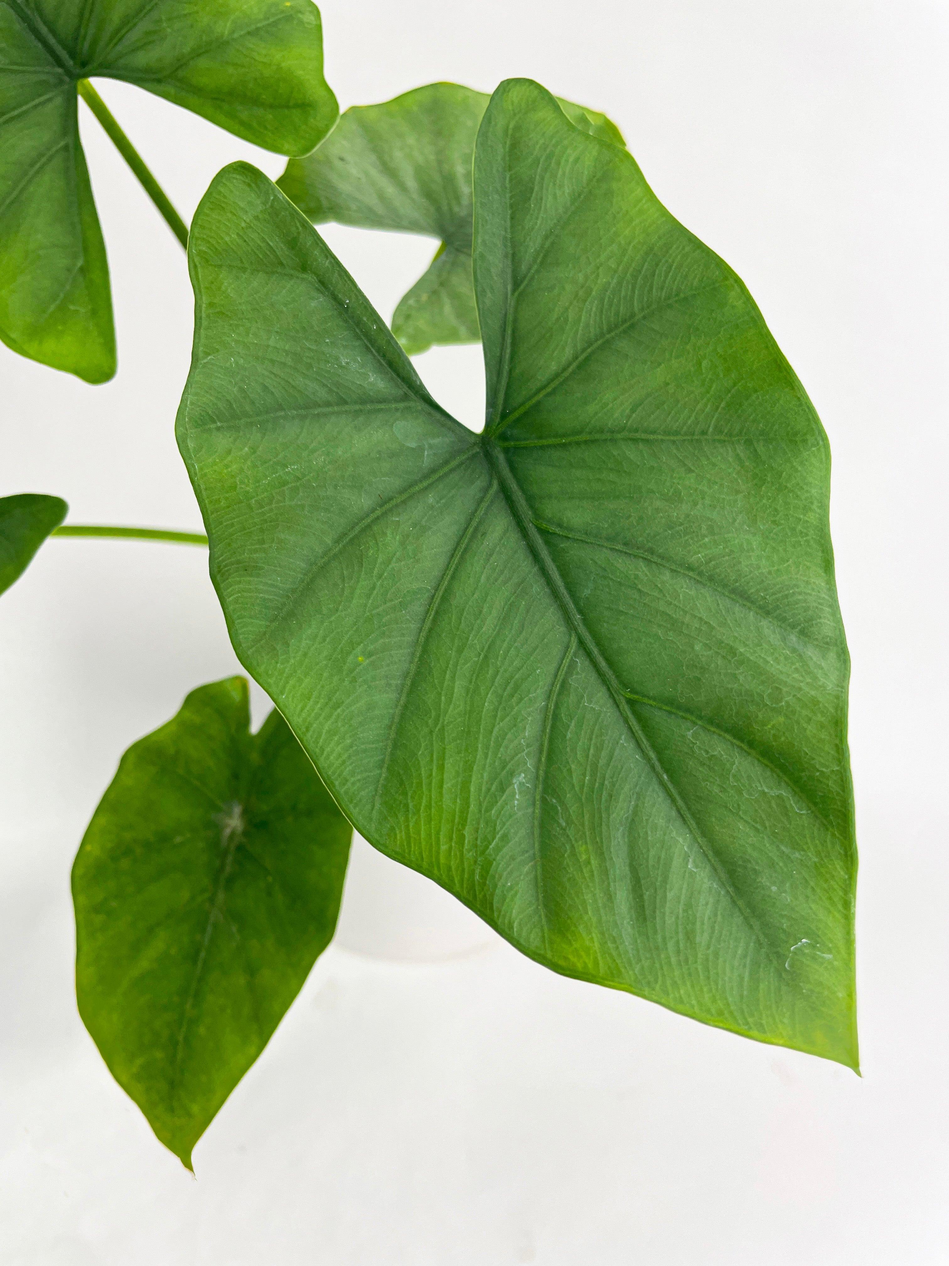 Alocasia Puber 'Green Goddess' | Heirloom Boulevard