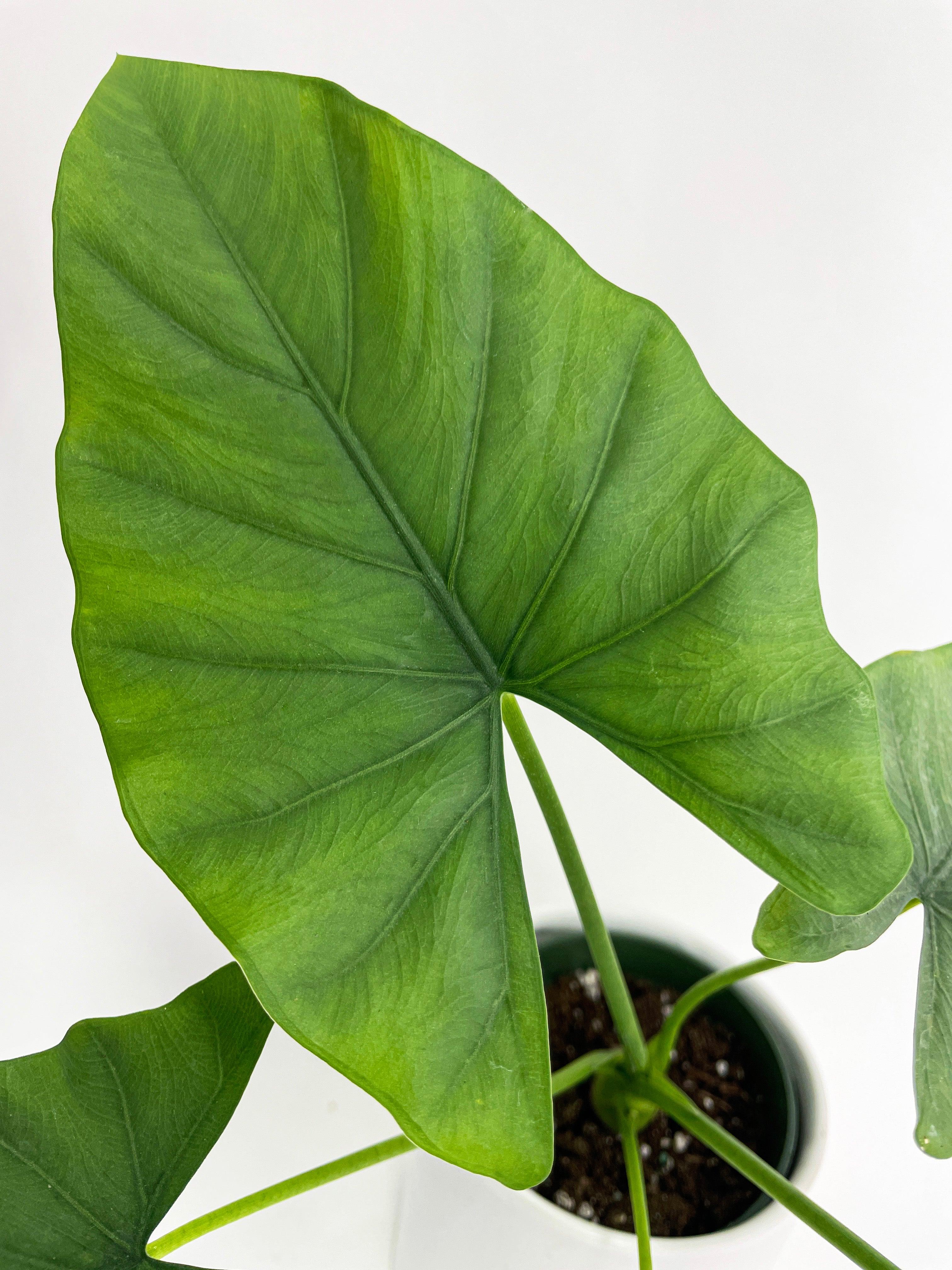 Alocasia Puber 'Green Goddess' | Heirloom Boulevard