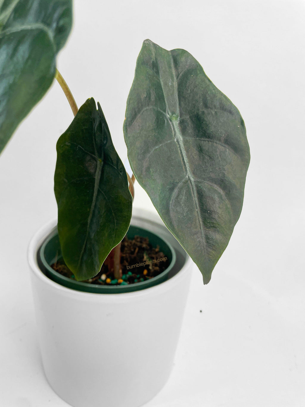 Bumble Plants Alocasia X Chantrieri Hybrid
