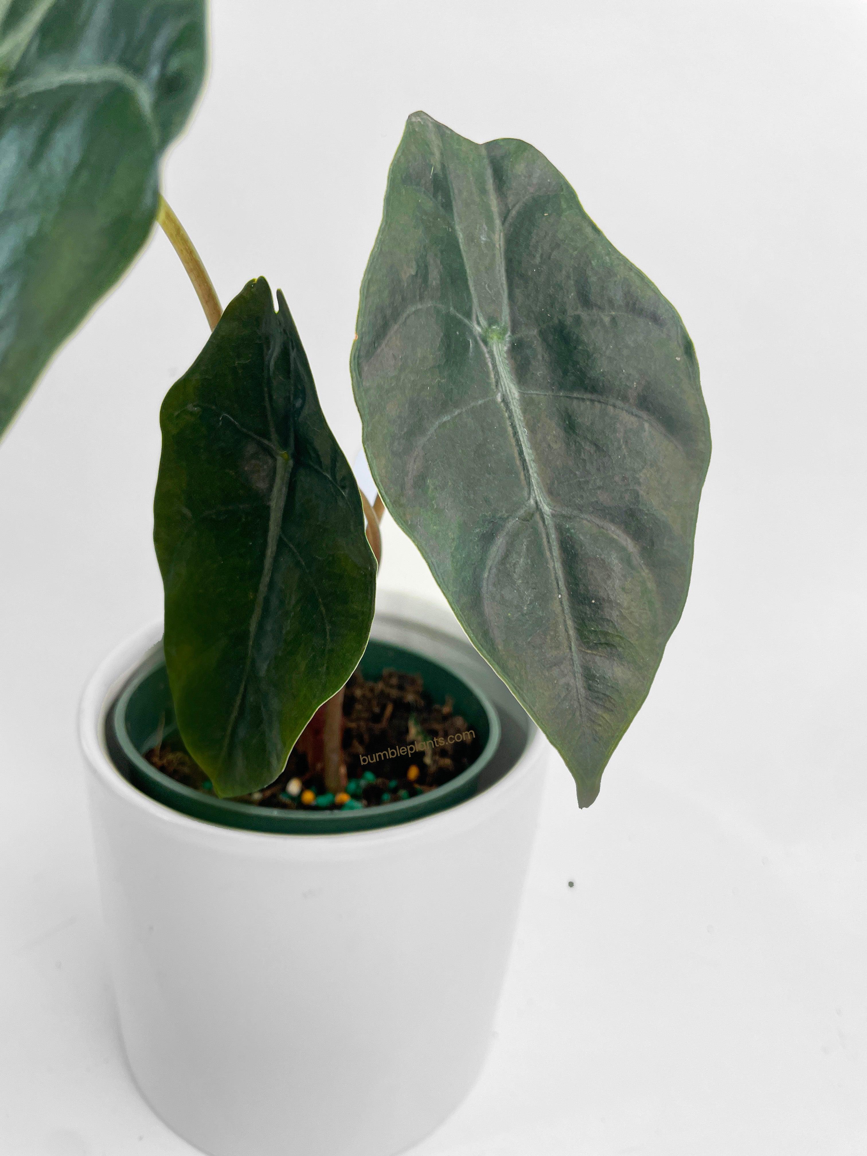 Bumble Plants Alocasia X Chantrieri Hybrid