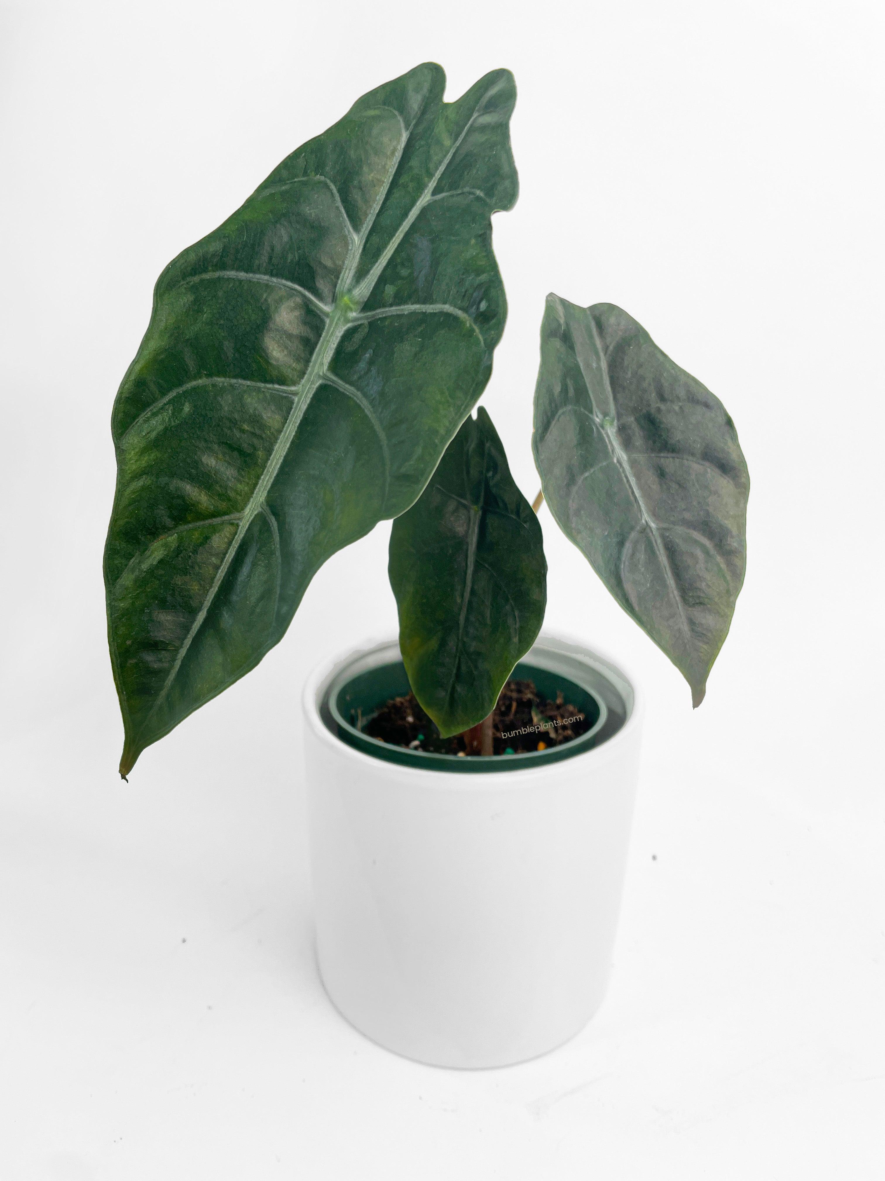 Bumble Plants Alocasia X Chantrieri Hybrid