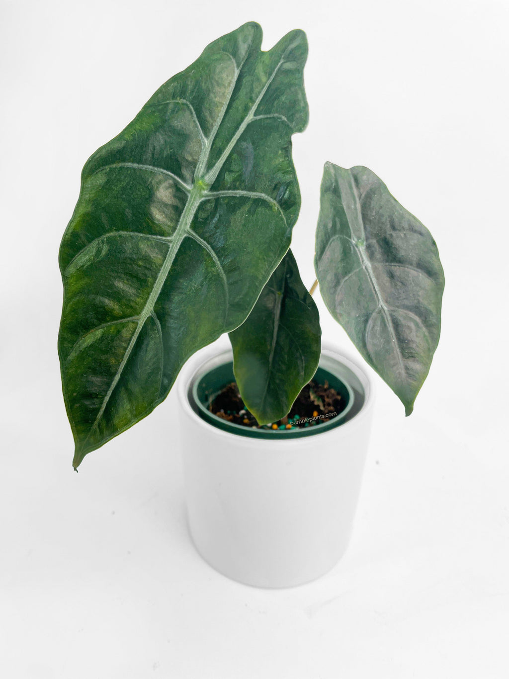 Bumble Plants Alocasia X Chantrieri Hybrid