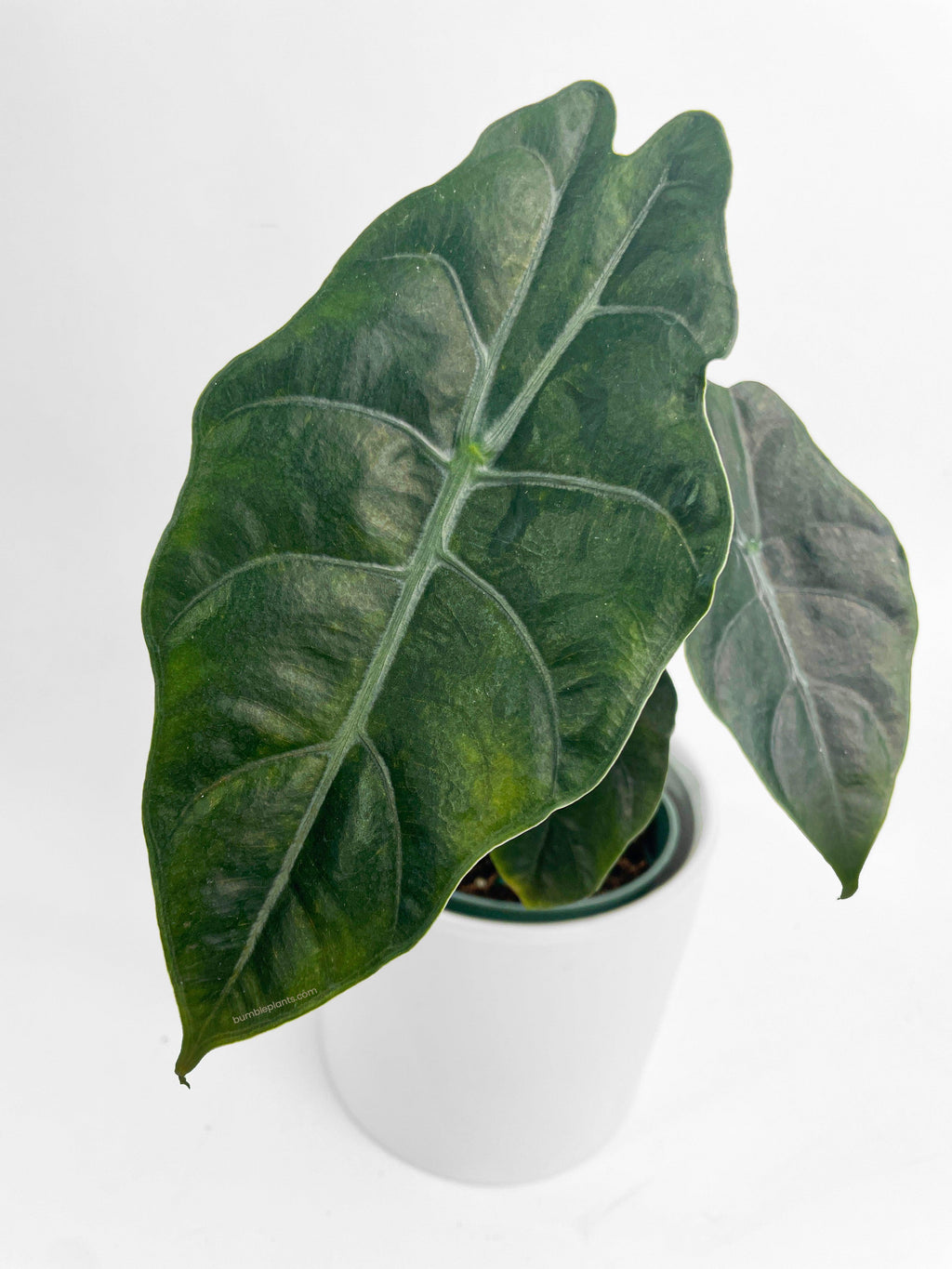 Bumble Plants Alocasia X Chantrieri Hybrid