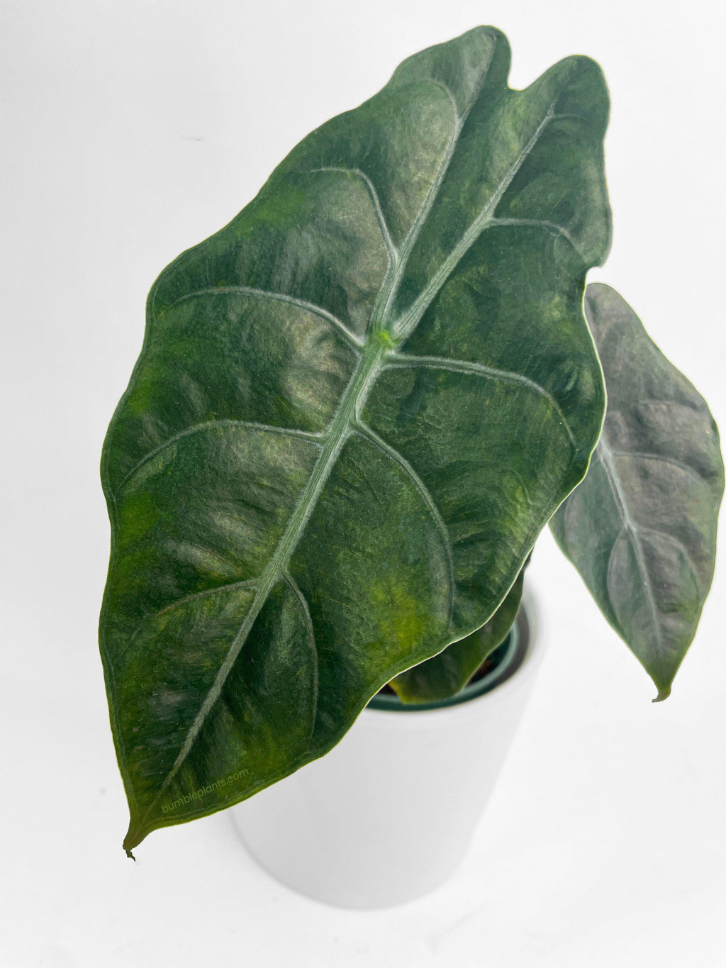 Bumble Plants Alocasia X Chantrieri Hybrid