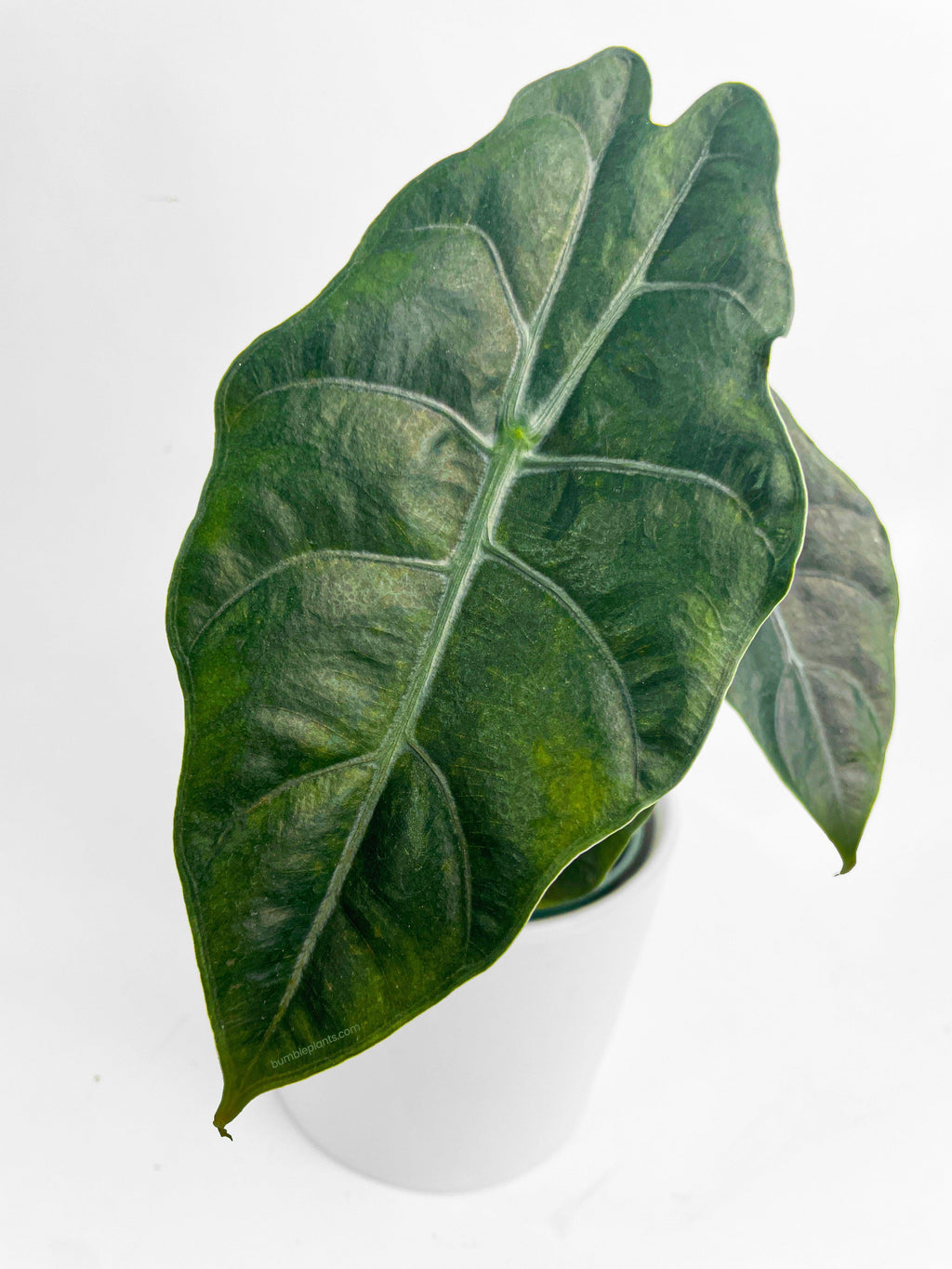 Bumble Plants Alocasia X Chantrieri Hybrid