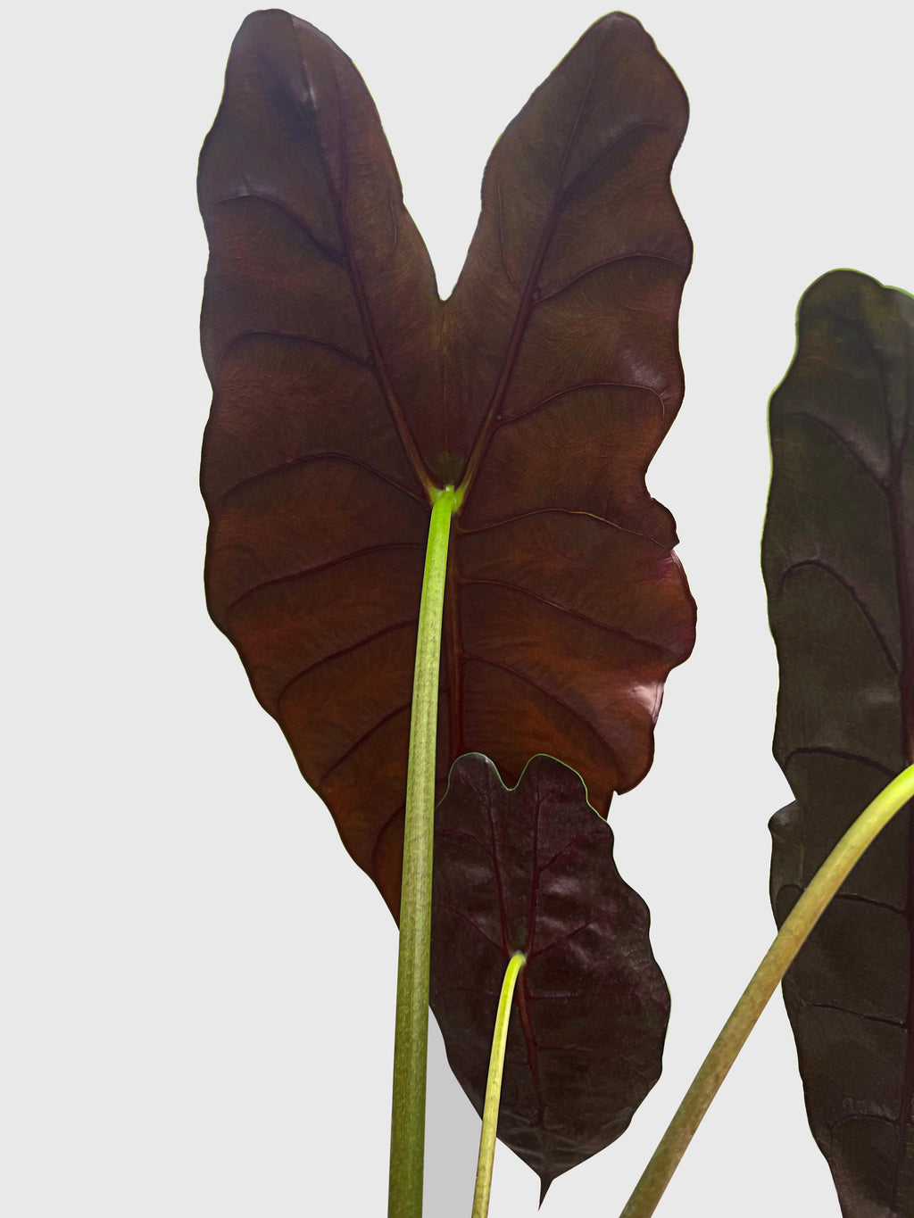 Bumble Plants Alocasia X Chantrieri Hybrid