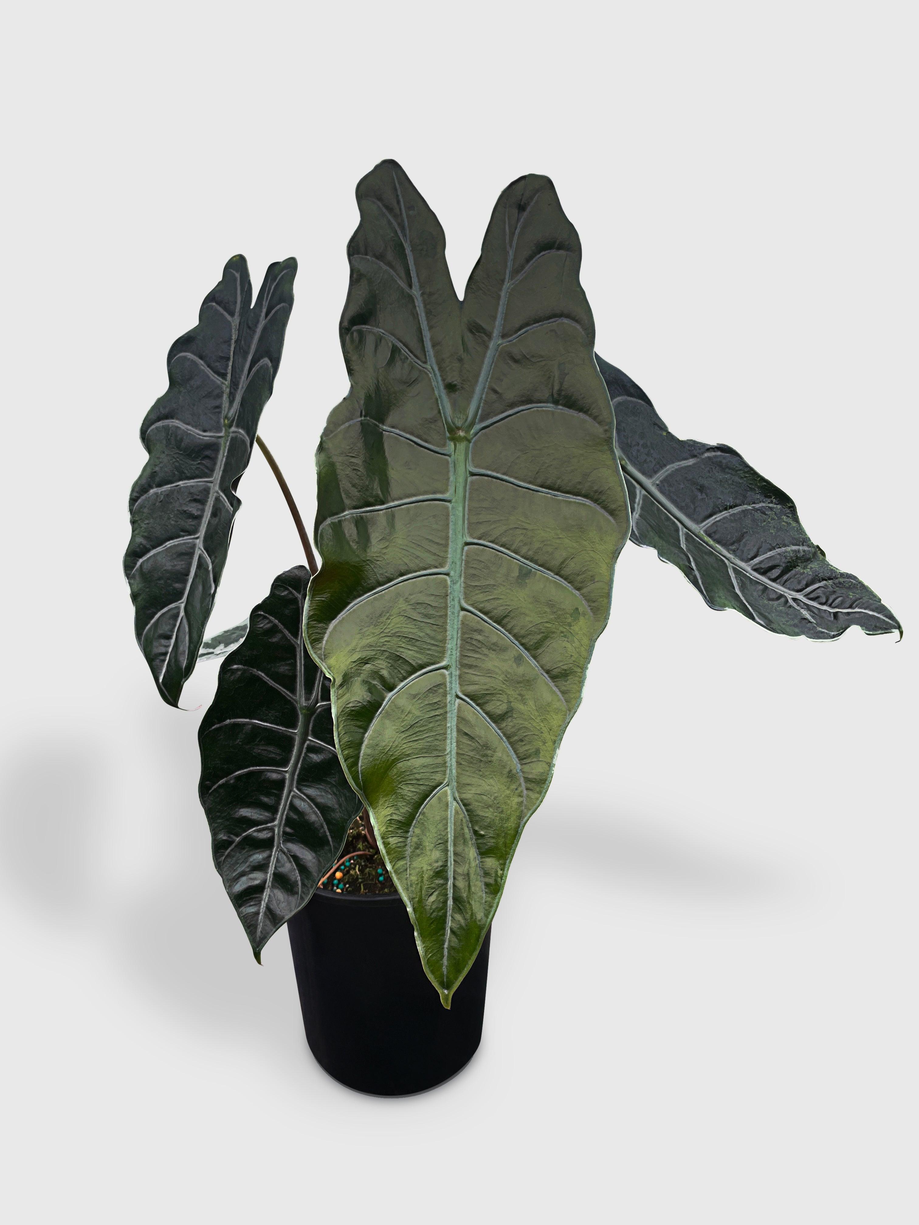 Bumble Plants Alocasia X Chantrieri Hybrid