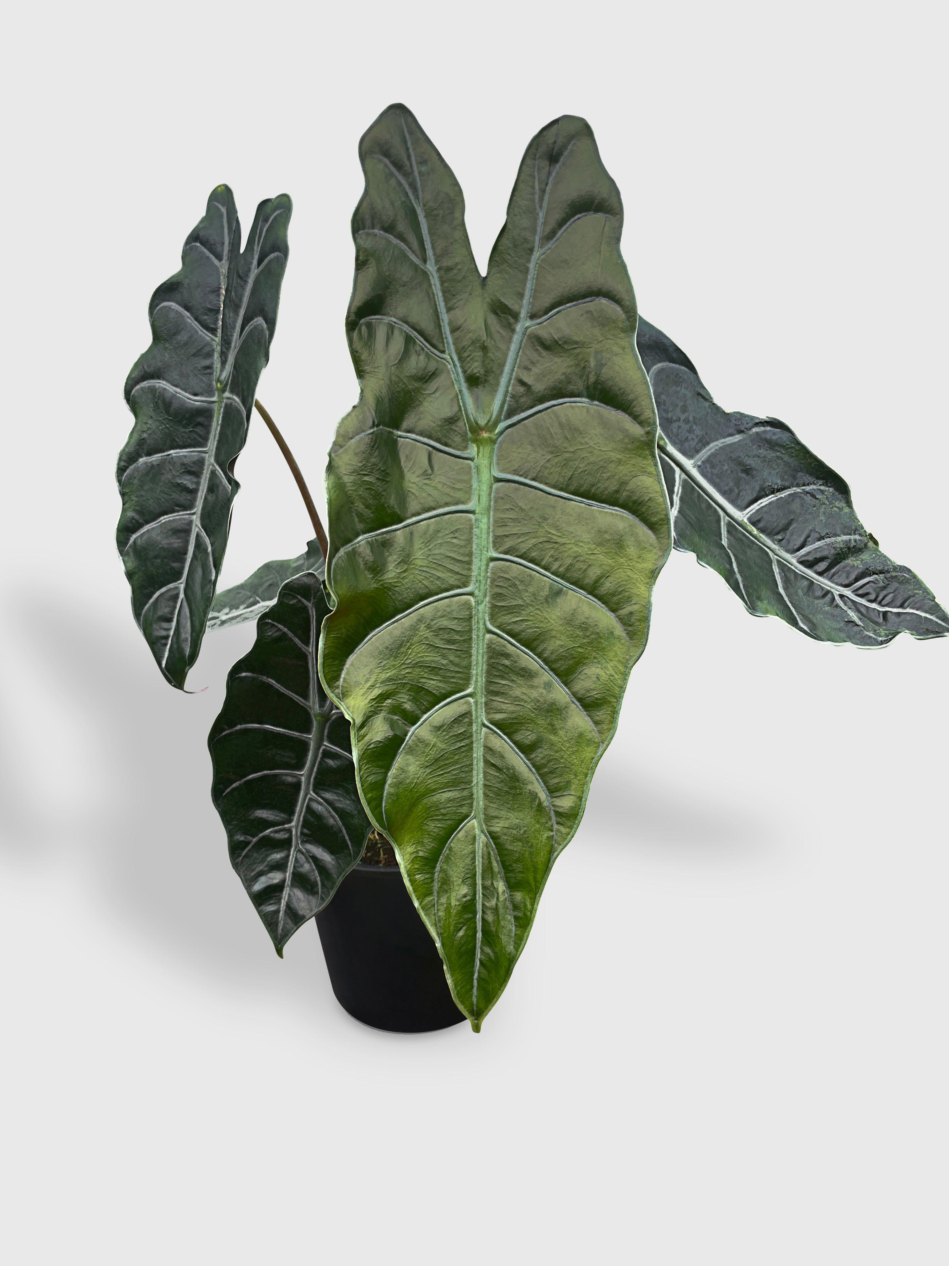 Bumble Plants Alocasia X Chantrieri Hybrid