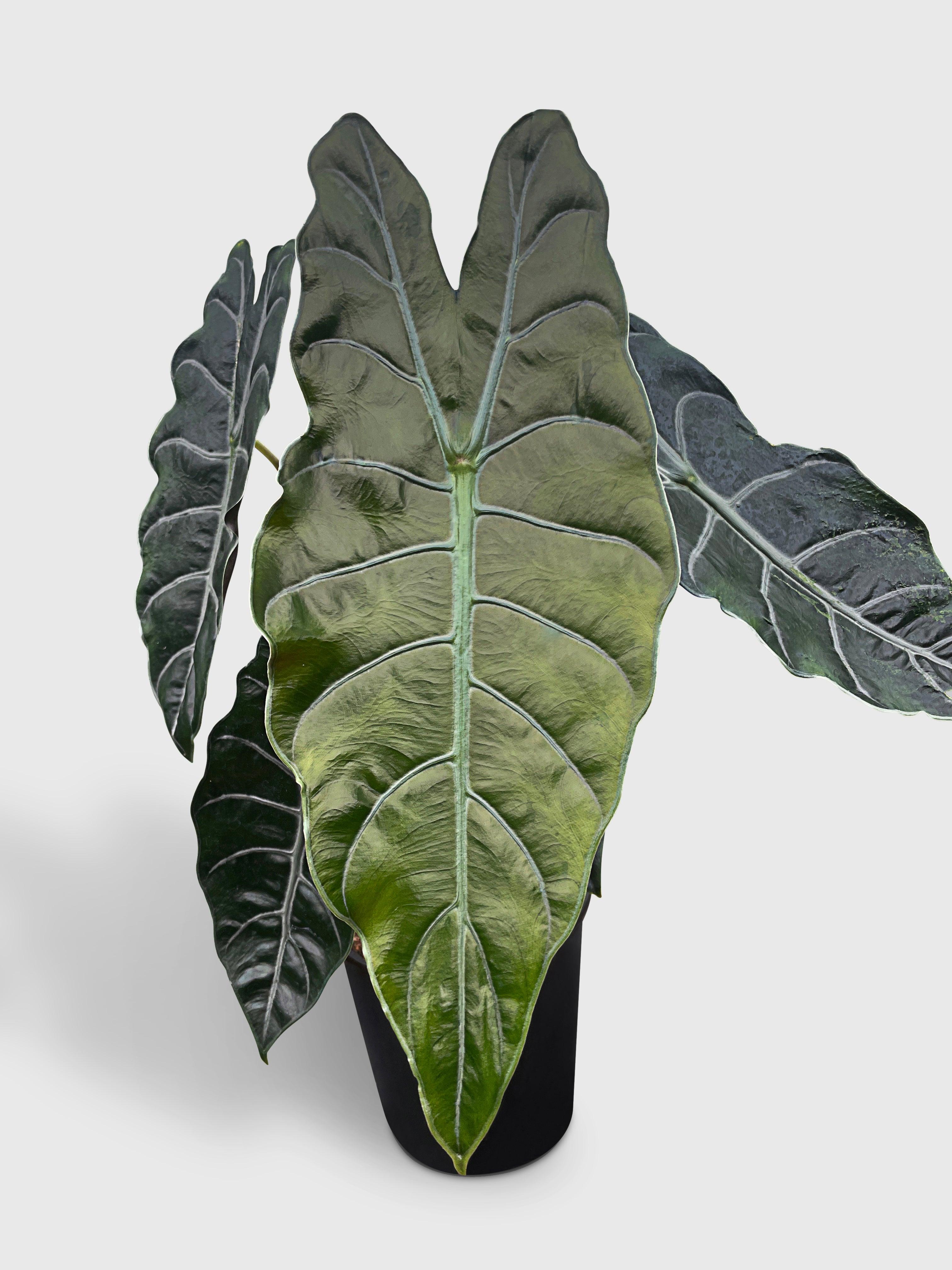 Bumble Plants Alocasia X Chantrieri Hybrid