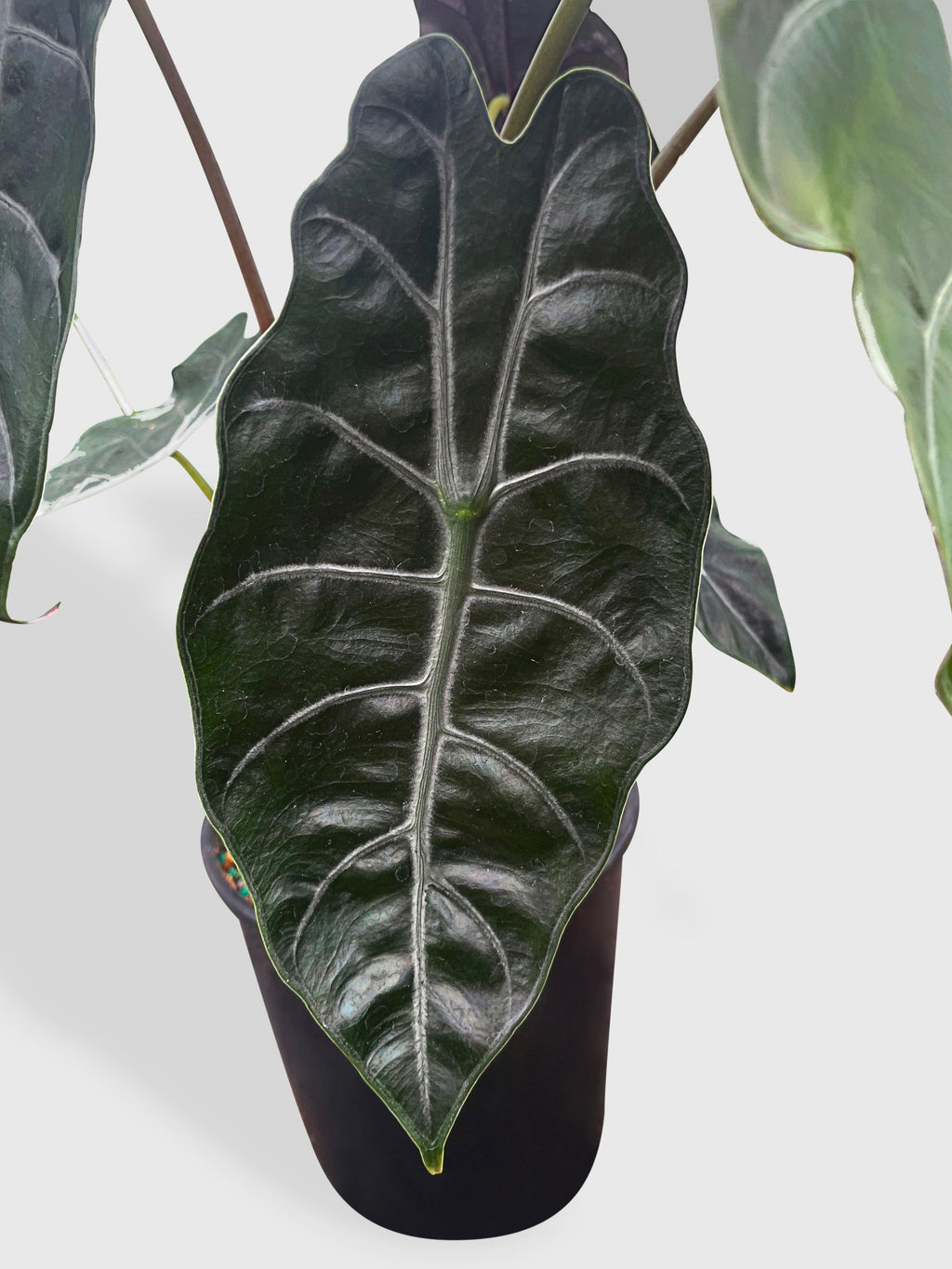 Bumble Plants Alocasia X Chantrieri Hybrid