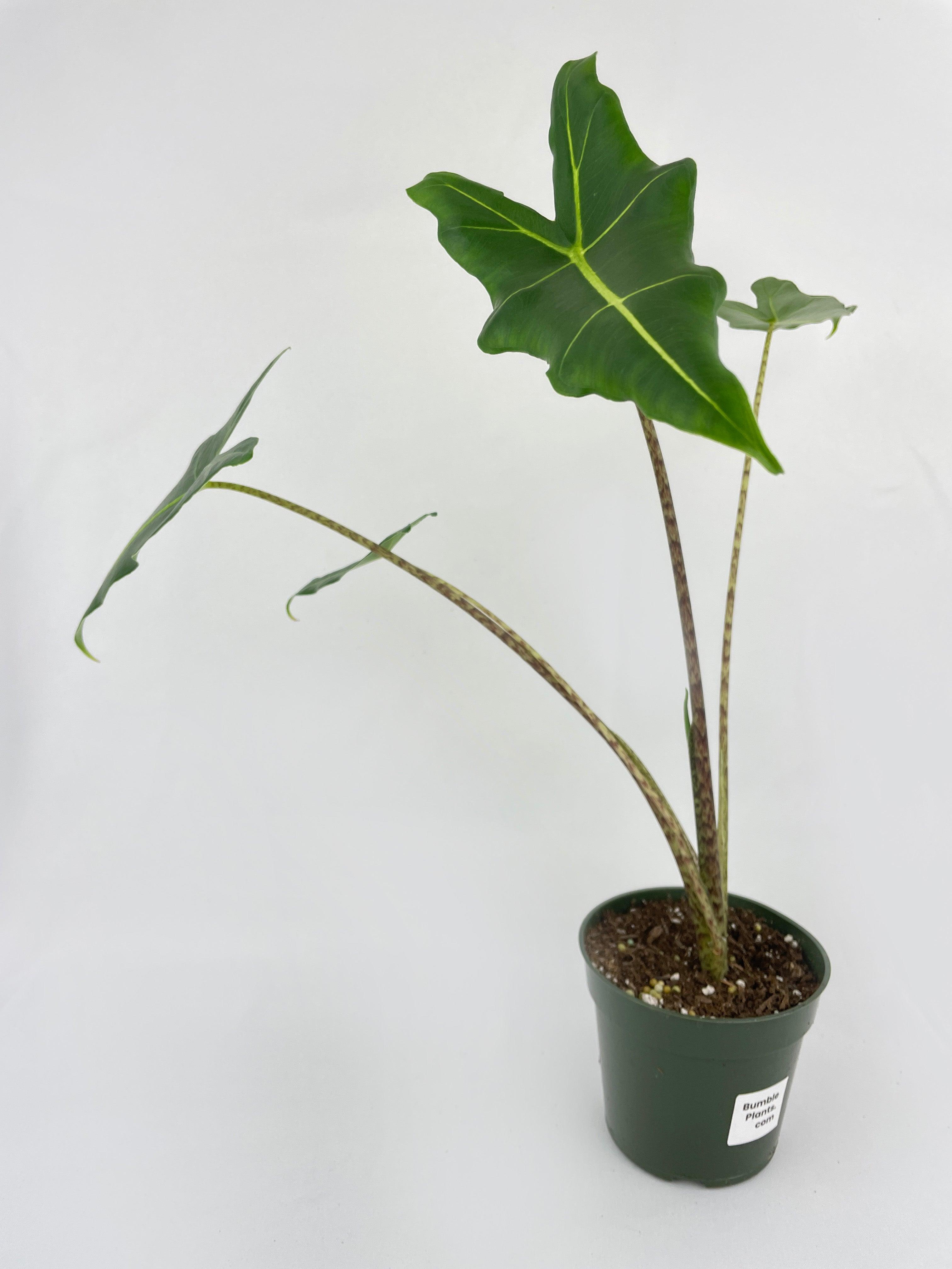Alocasia Zebrina Hybrid "Sarian" | Heirloom Boulevard