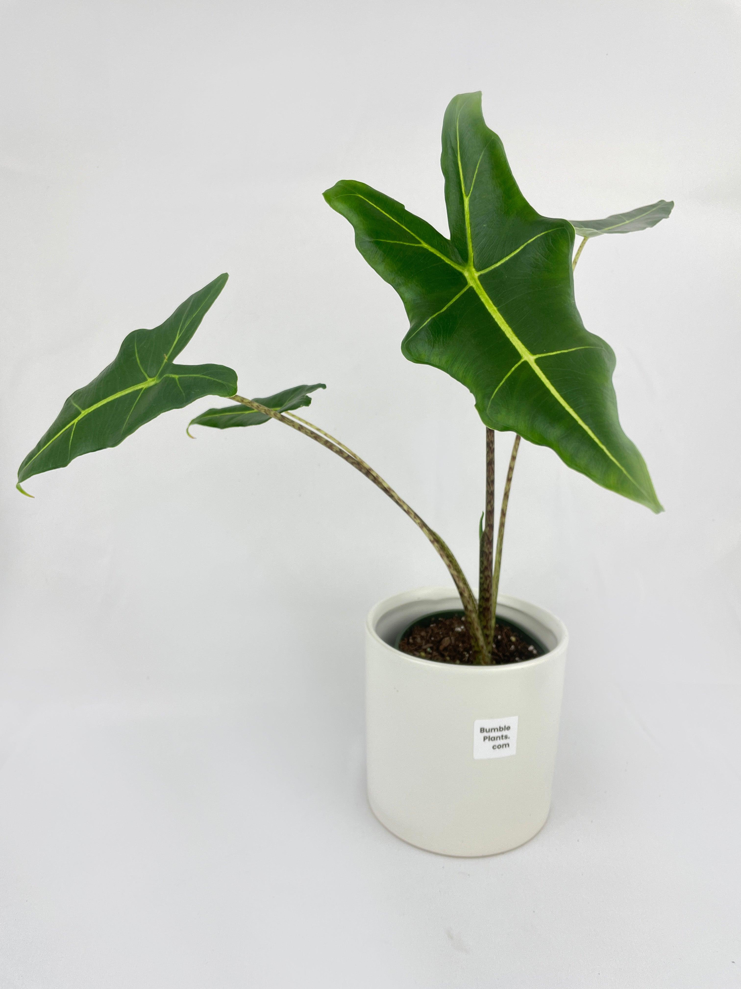Alocasia Zebrina Hybrid "Sarian" | Heirloom Boulevard