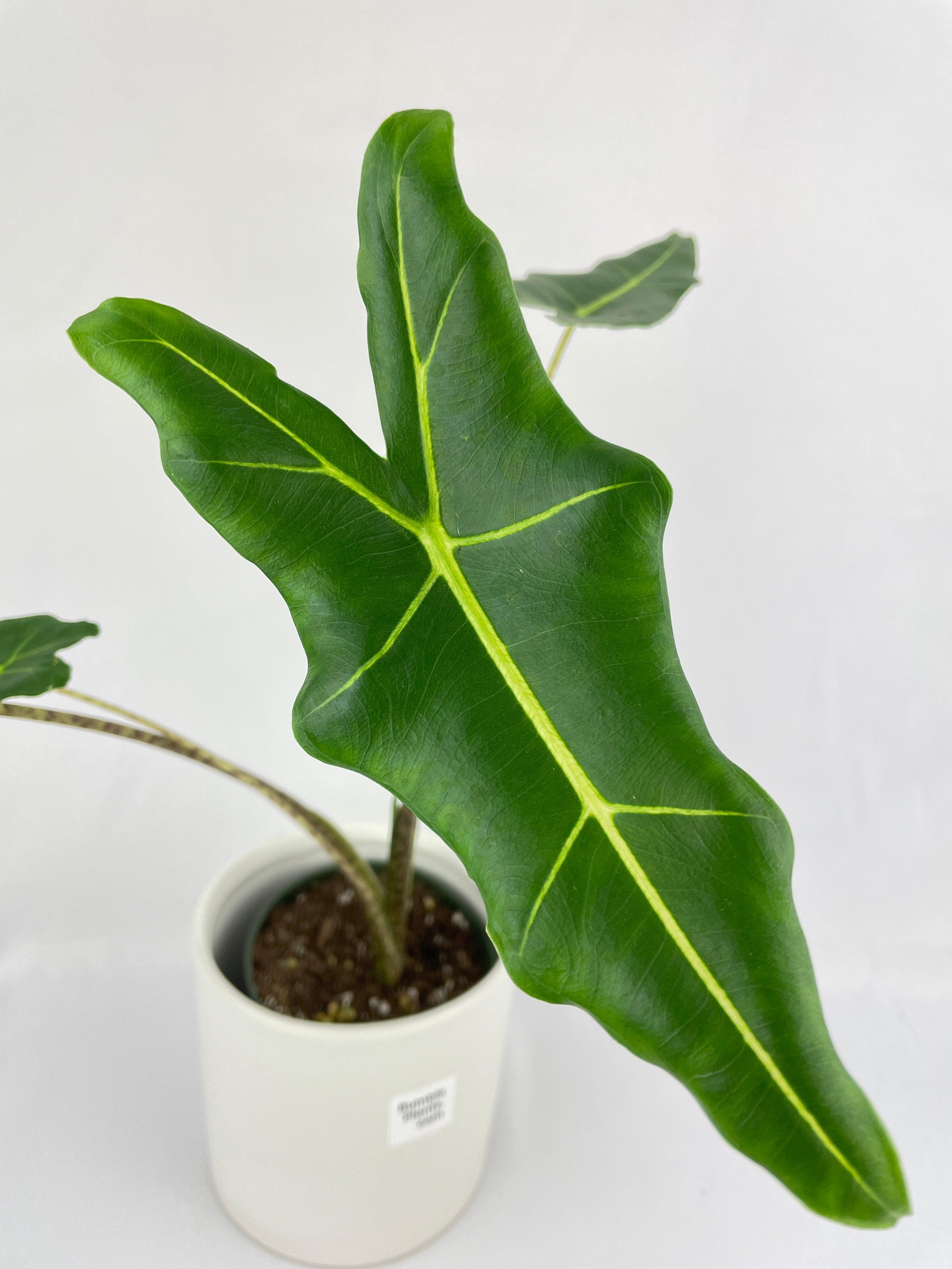 Alocasia Zebrina Hybrid "Sarian" | Heirloom Boulevard