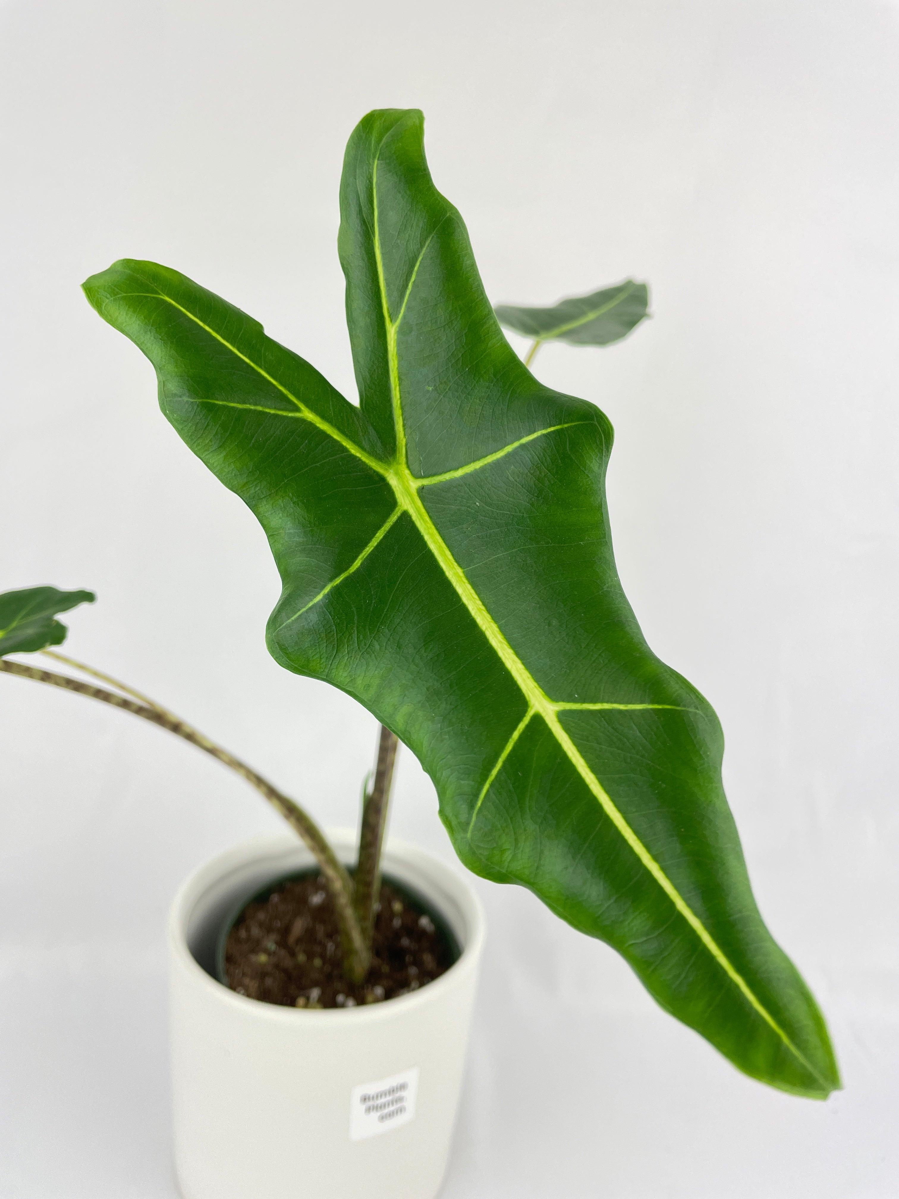 Alocasia Zebrina Hybrid "Sarian" | Heirloom Boulevard