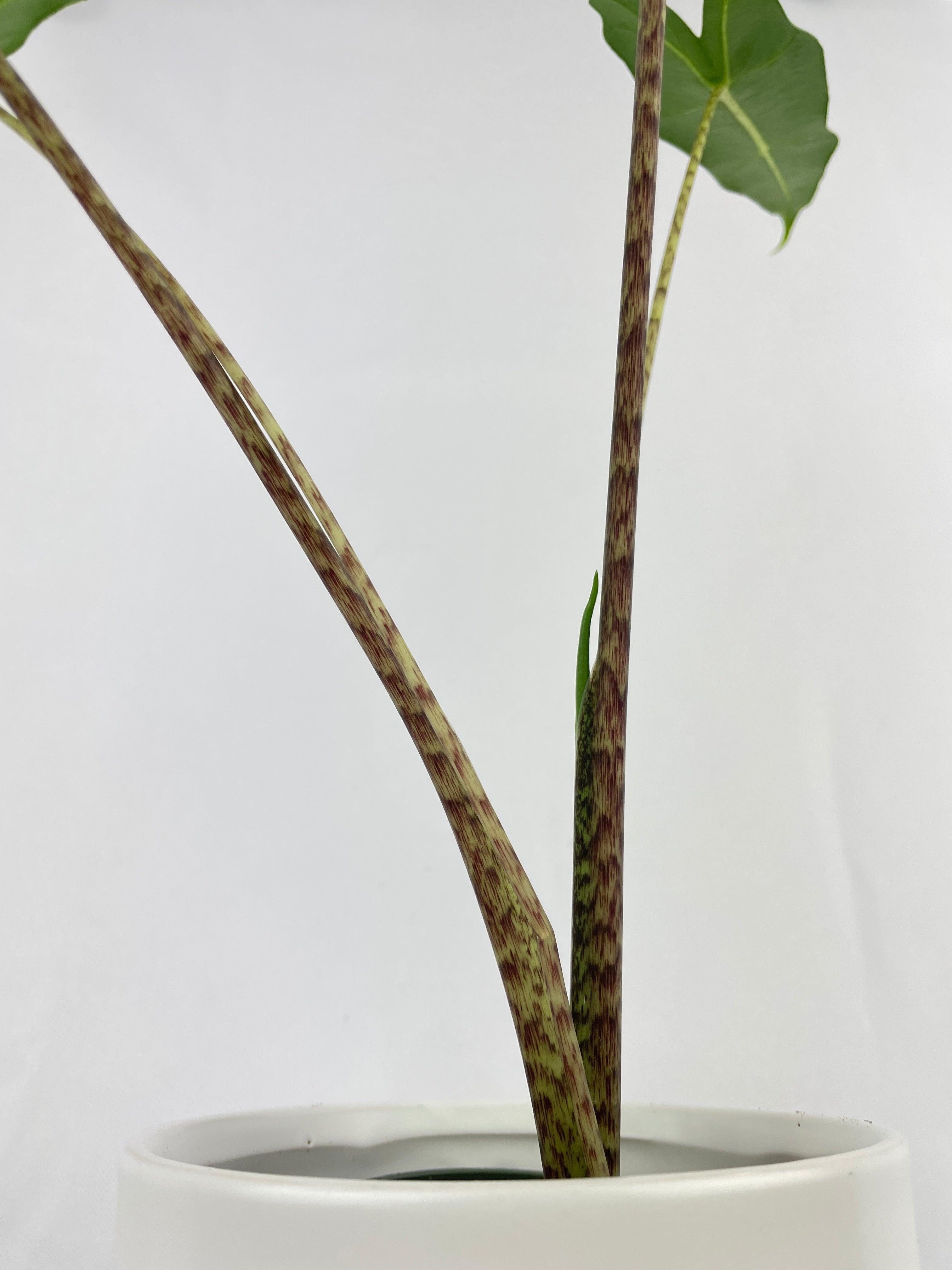 Alocasia Zebrina Hybrid "Sarian" | Heirloom Boulevard