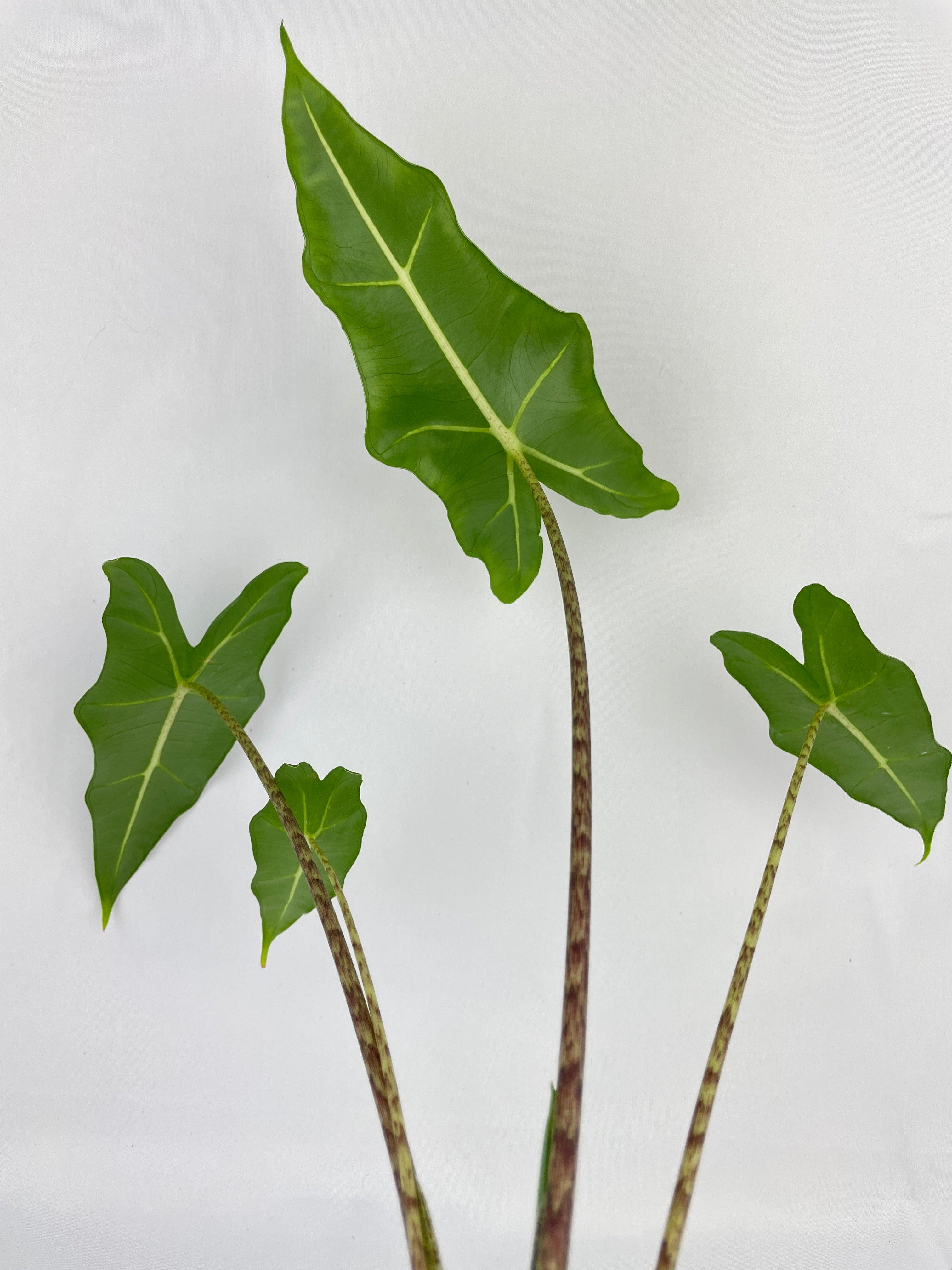 Alocasia Zebrina Hybrid "Sarian" | Heirloom Boulevard