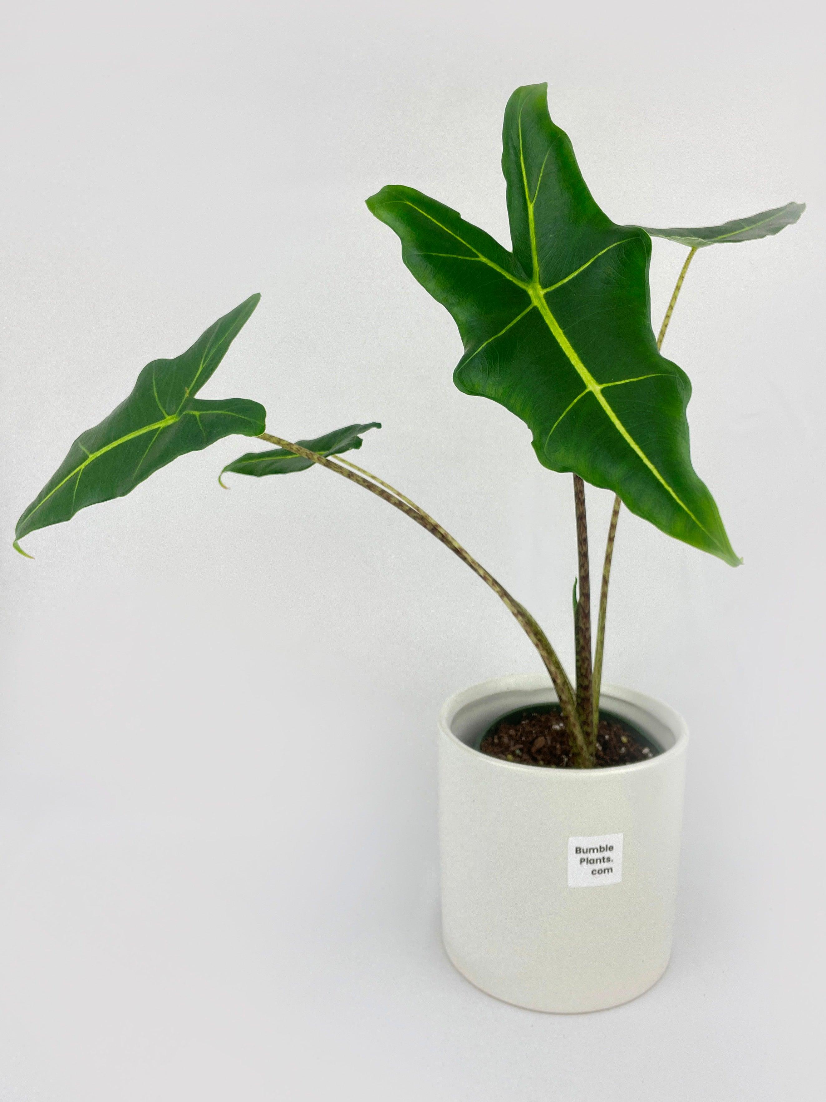 Alocasia Zebrina Hybrid "Sarian" | Heirloom Boulevard