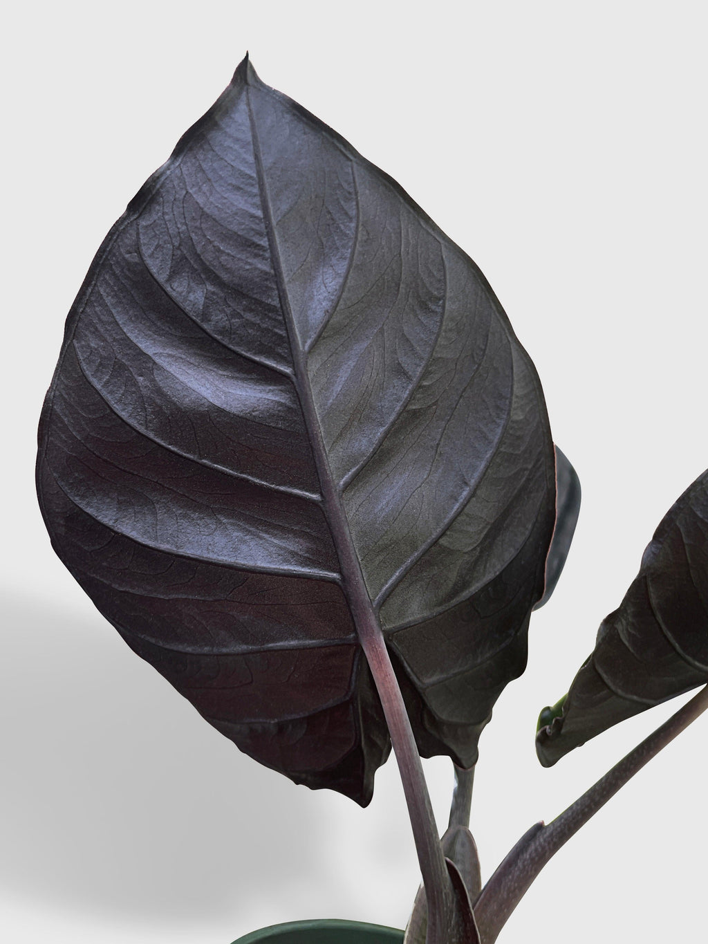Bumble Plants Alocasia Infernalis Kapit 'Black Panther'