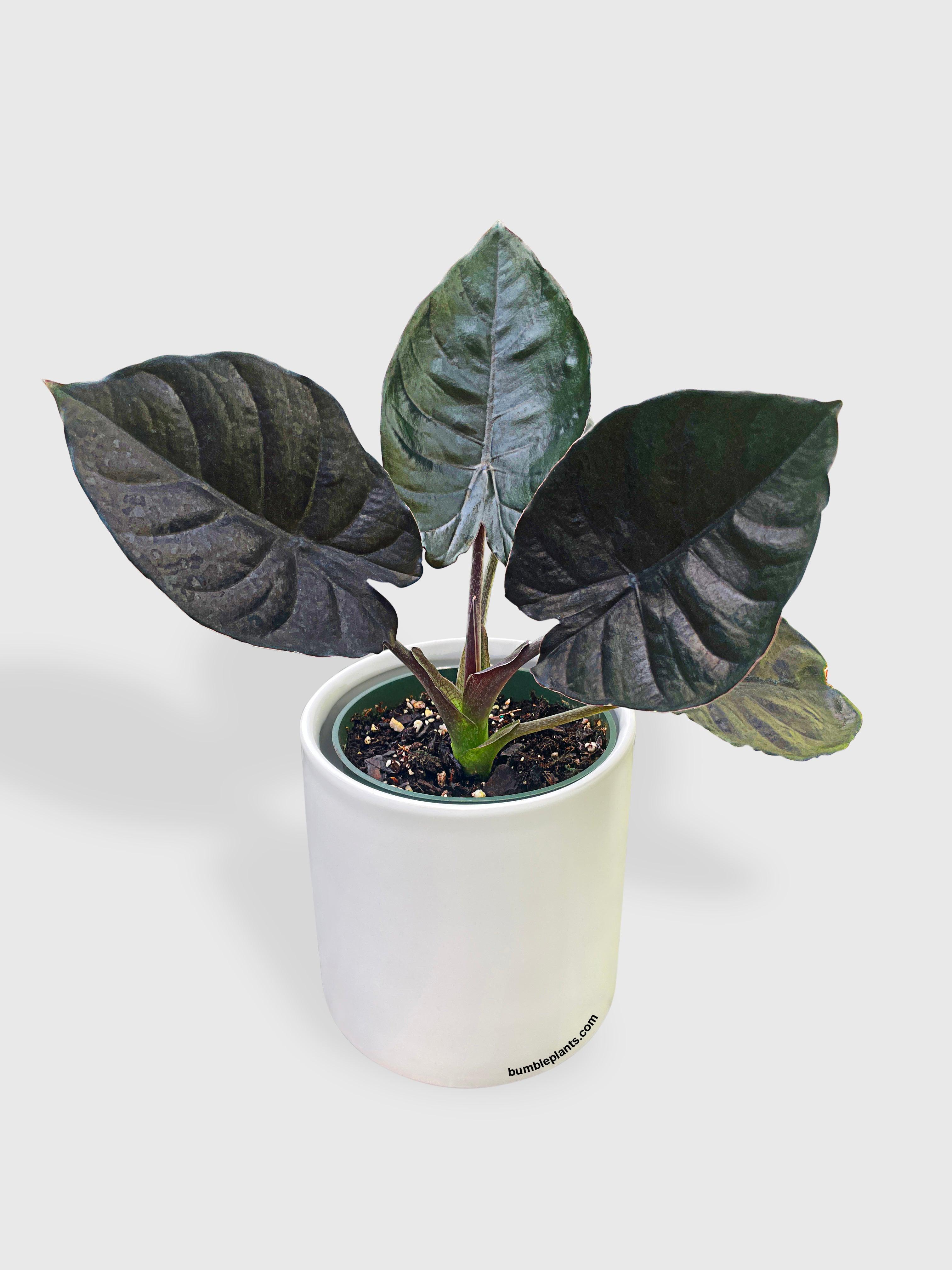 Bumble Plants Alocasia Infernalis Kapit 'Black Panther'
