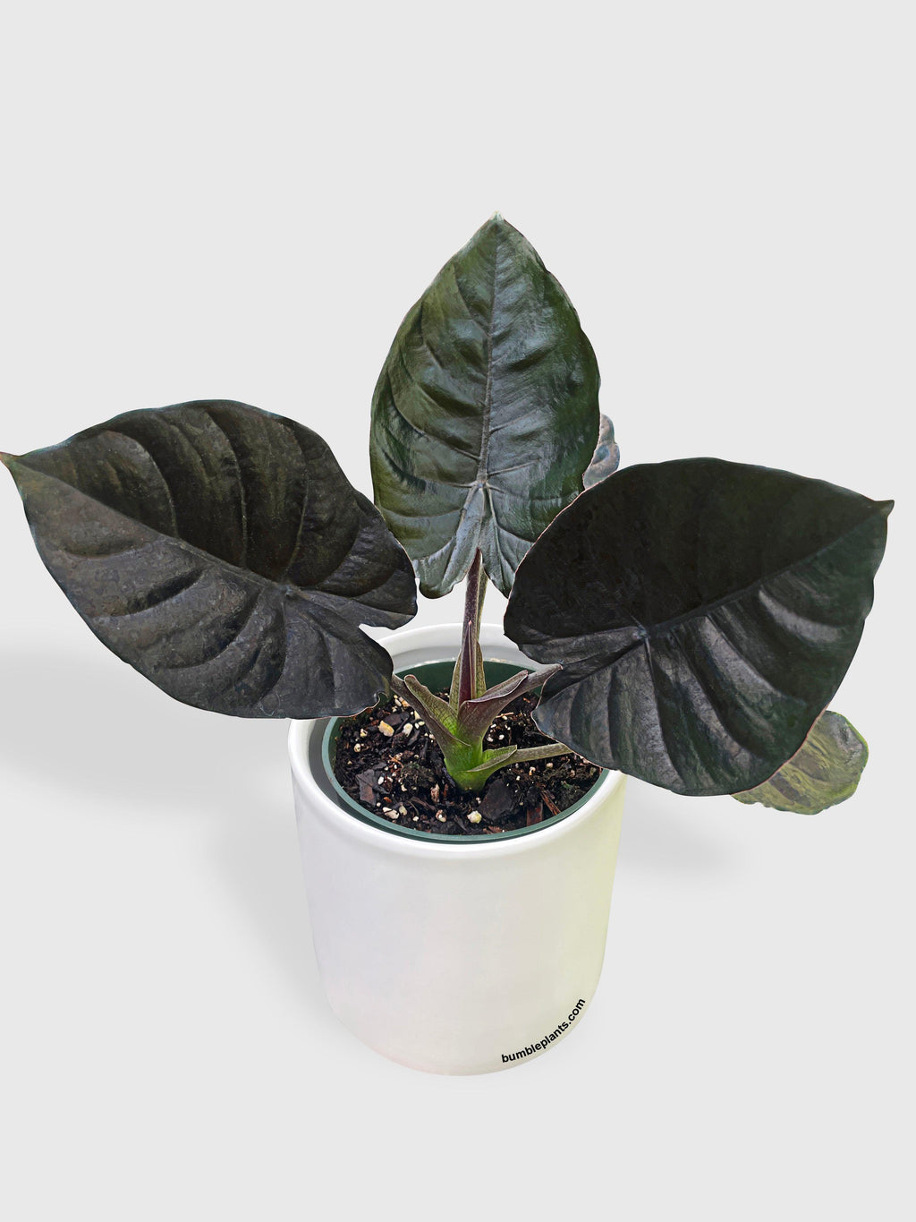 Bumble Plants Alocasia Infernalis Kapit 'Black Panther'