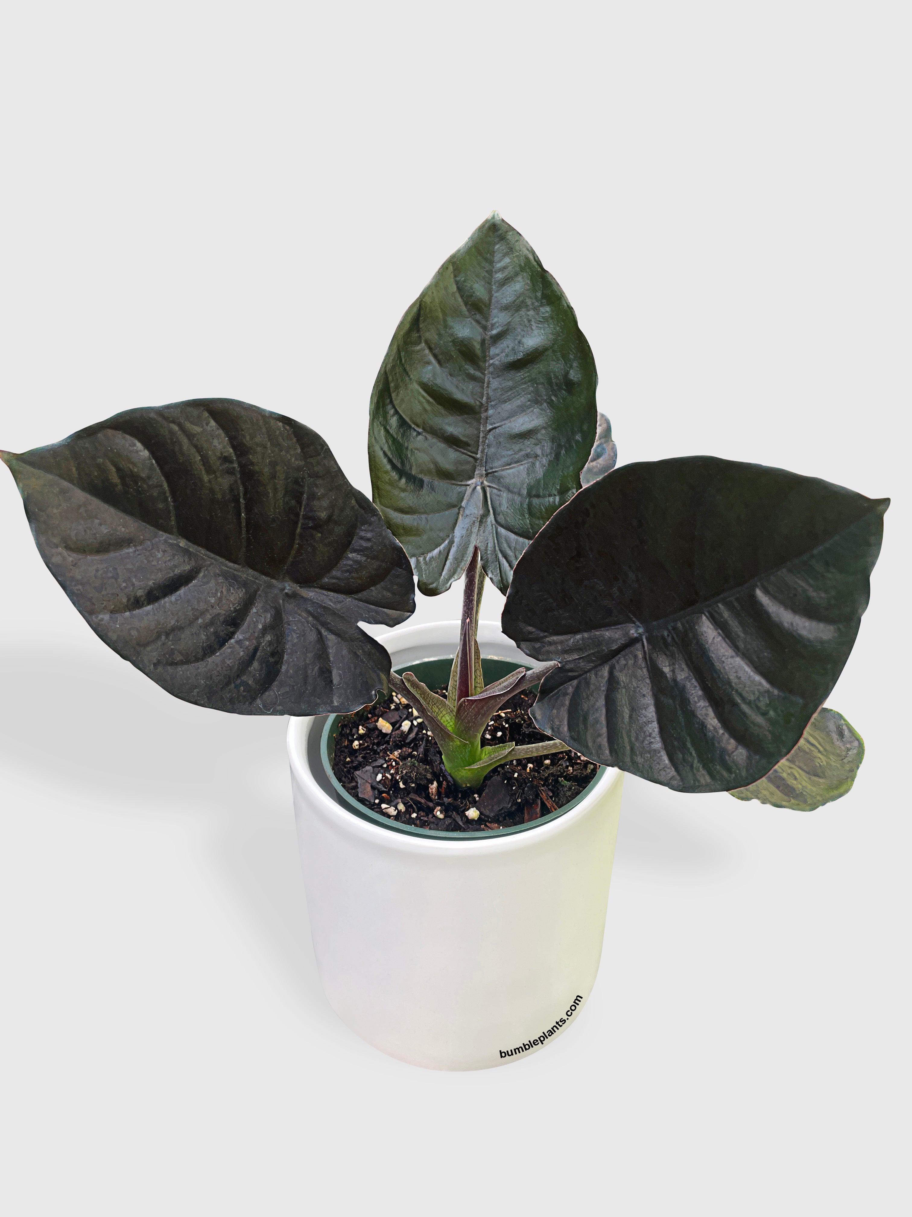 Bumble Plants Alocasia Infernalis Kapit 'Black Panther'