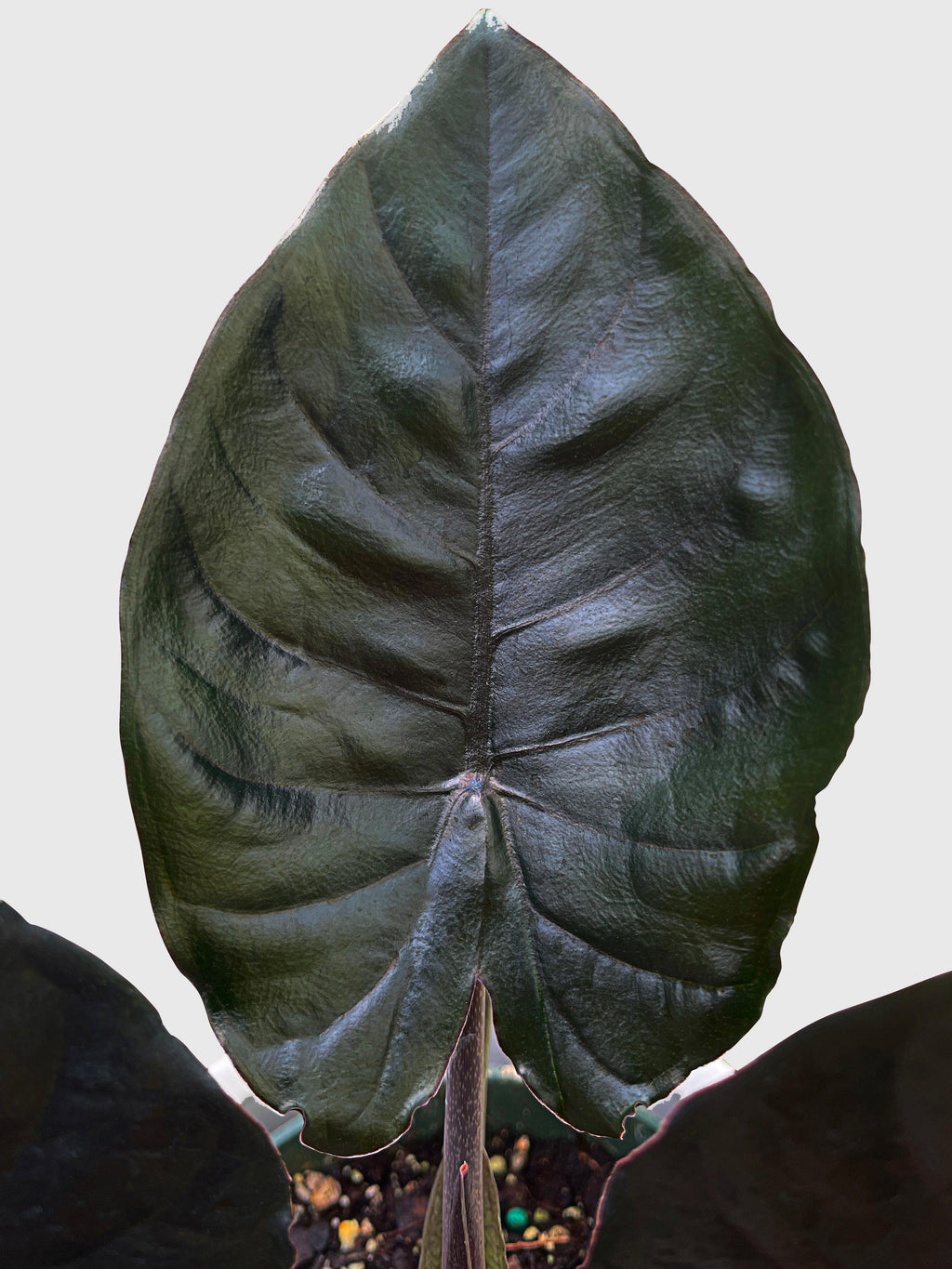 Bumble Plants Alocasia Infernalis Kapit 'Black Panther'