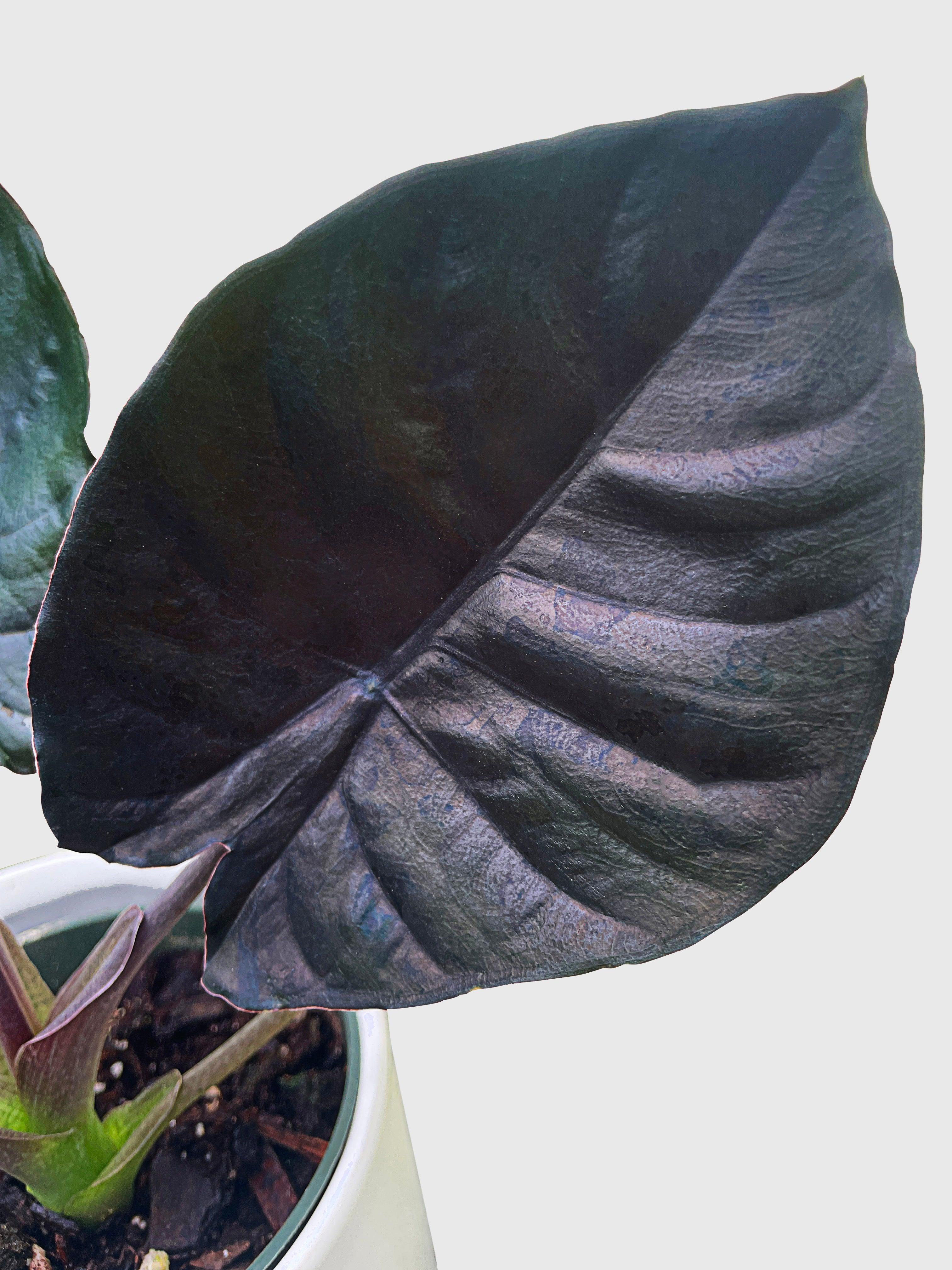 Bumble Plants Alocasia Infernalis Kapit 'Black Panther'