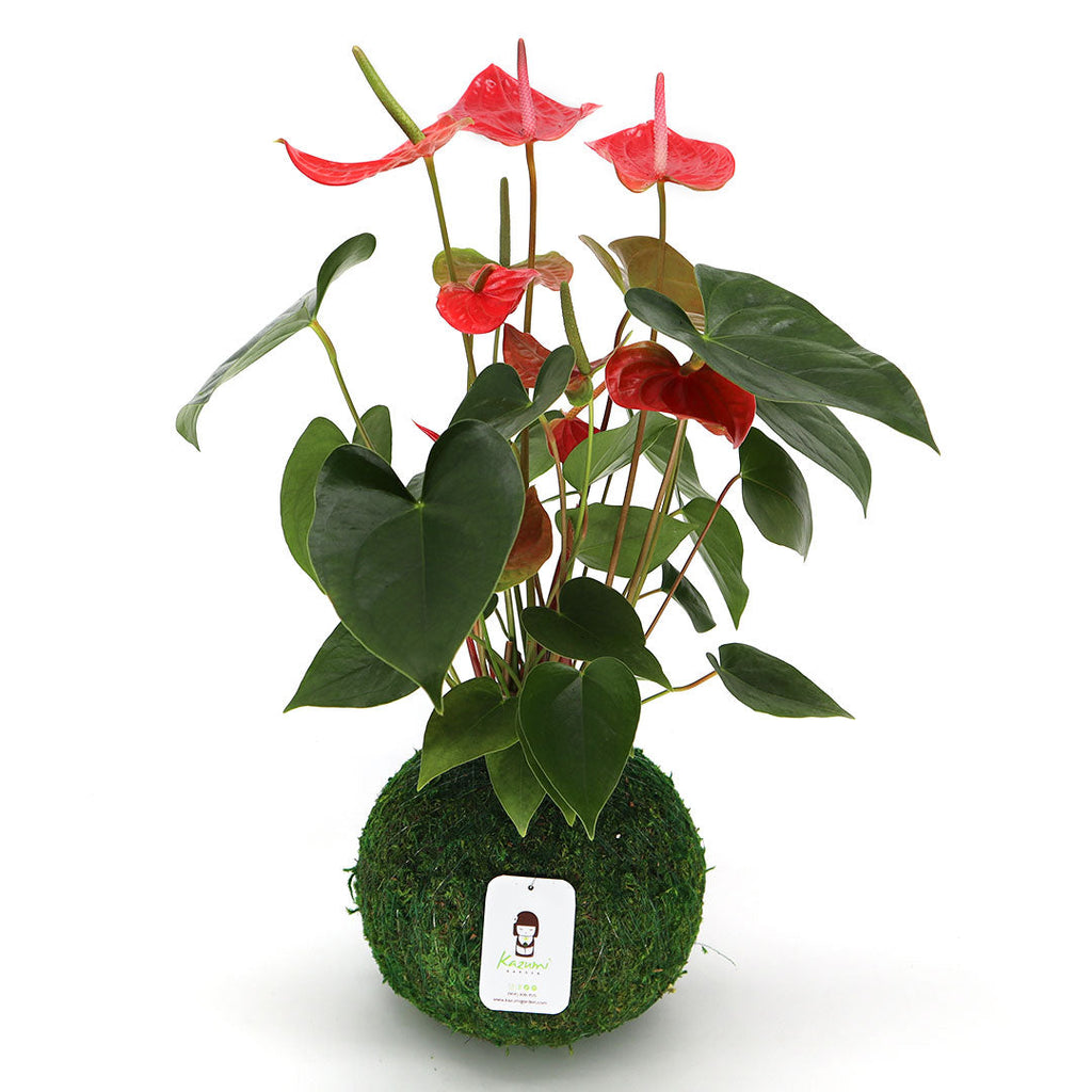 Kazumi Garden Anthurium | Moss Ball Kokedamas Large | Heirloom Boulevard