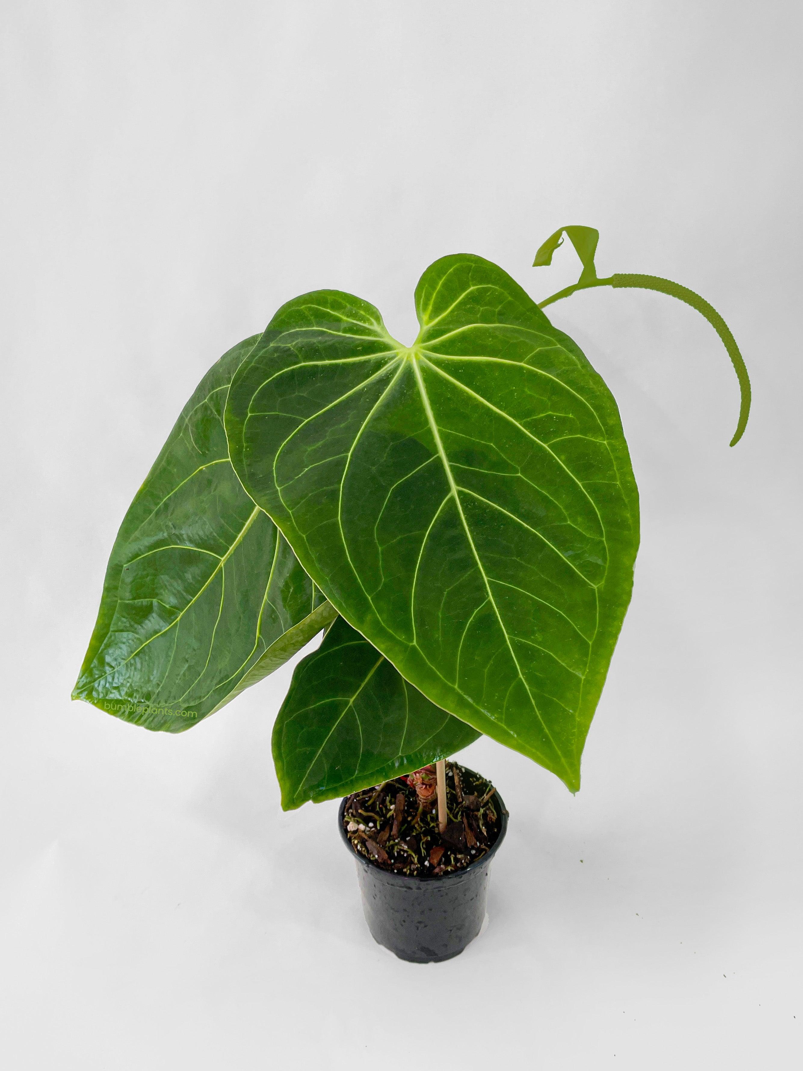 Bumble Plants Anthurium Magnificum