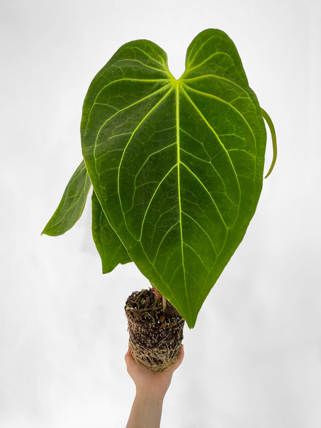 Bumble Plants Anthurium Magnificum