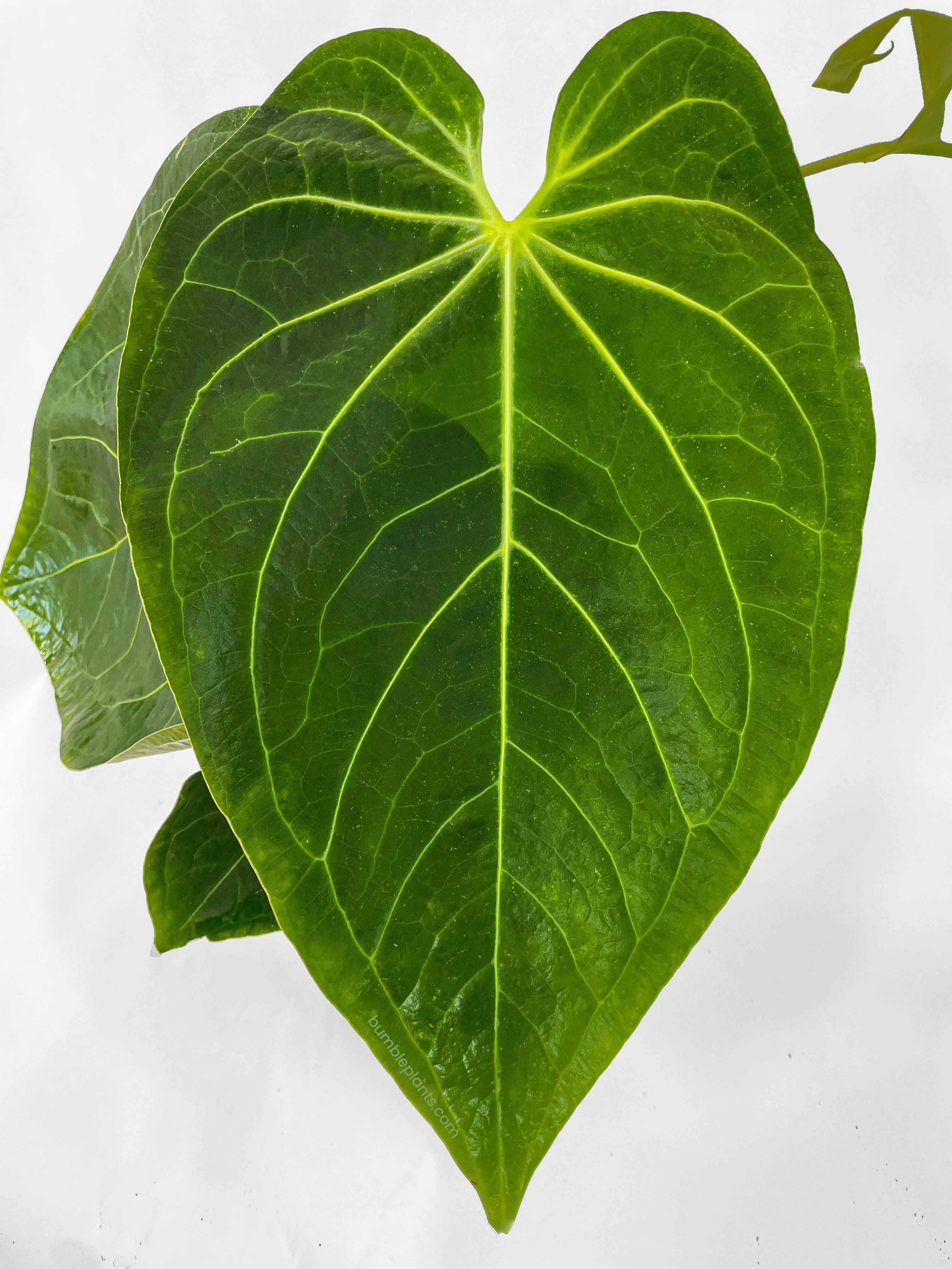 Bumble Plants Anthurium Magnificum