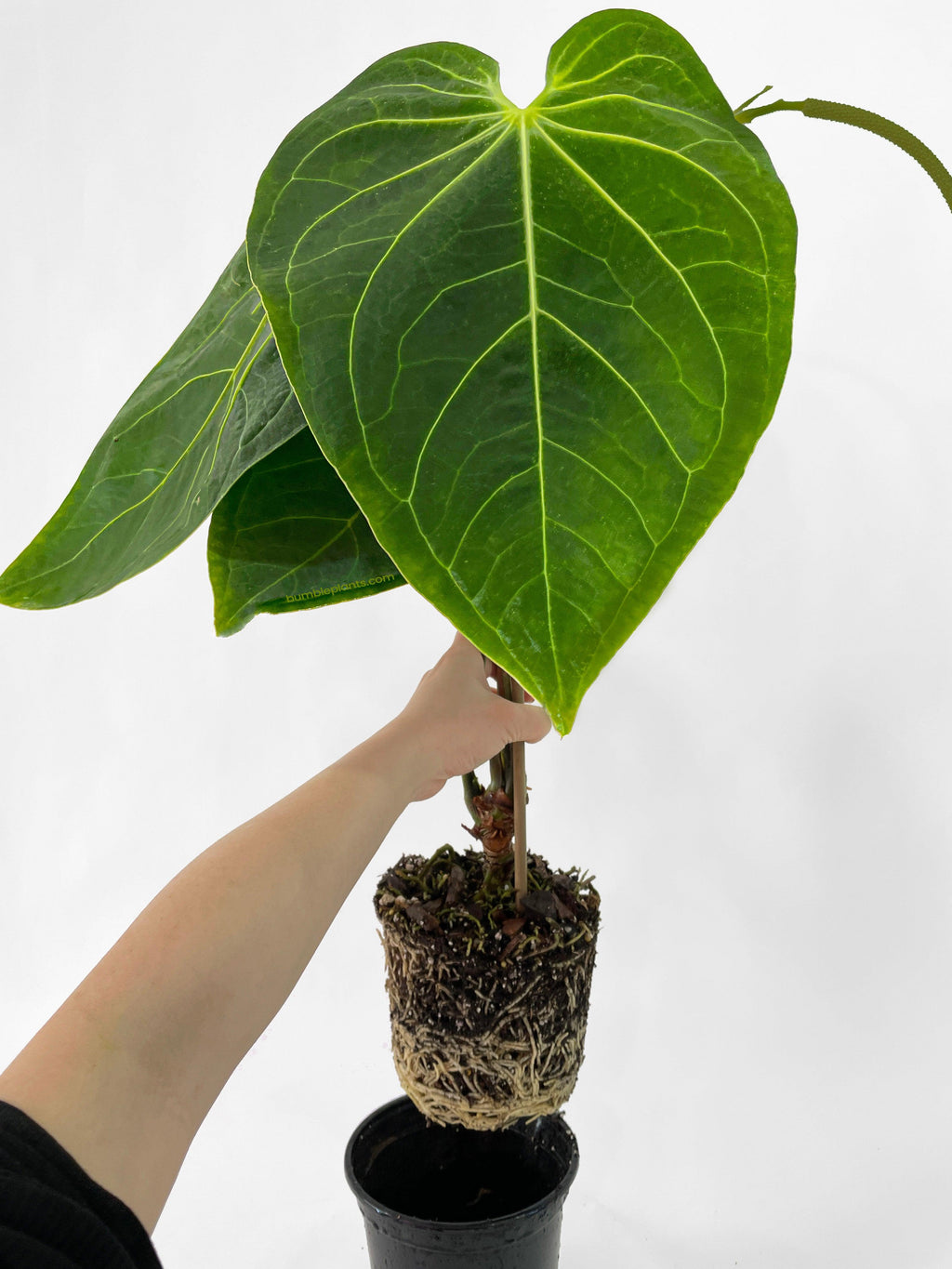 Bumble Plants Anthurium Magnificum