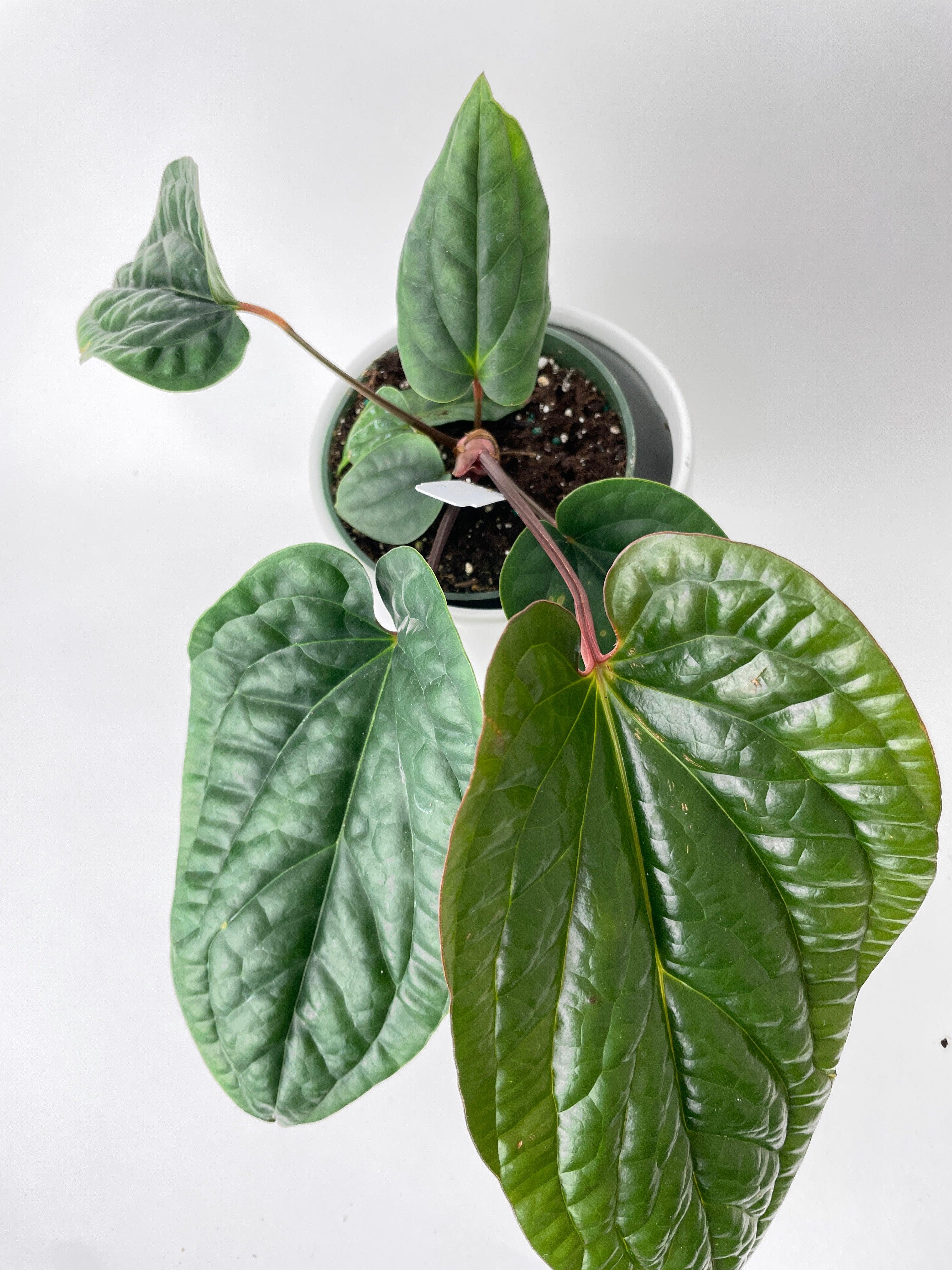 Anthurium Radicans | Heirloom Boulevard