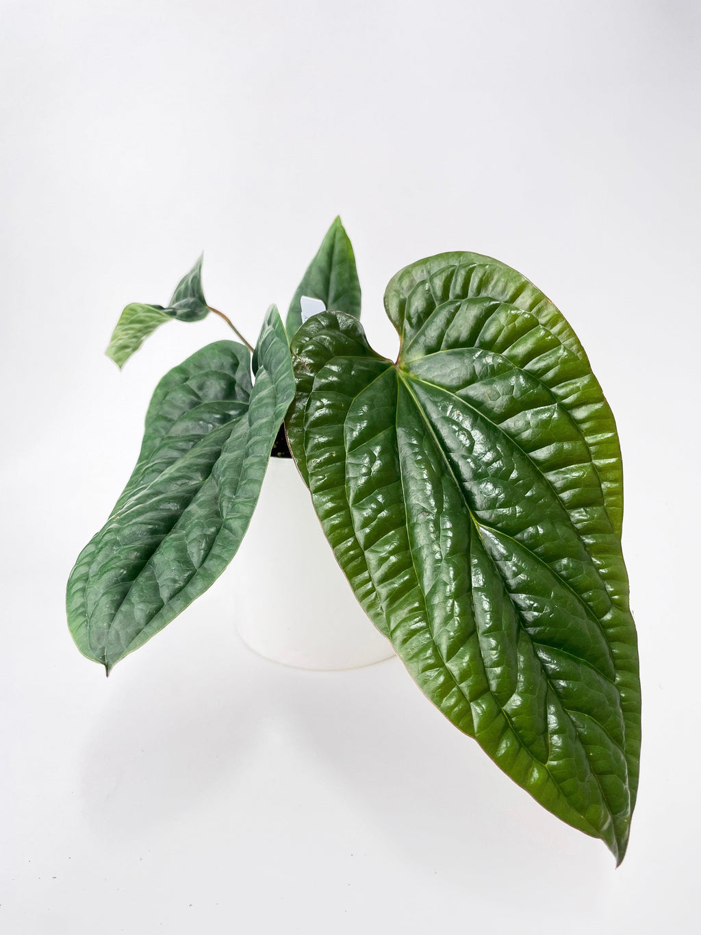 Anthurium Radicans | Heirloom Boulevard