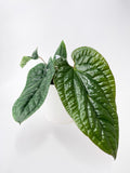 Bumble Plants Anthurium Radicans | Heirloom Boulevard