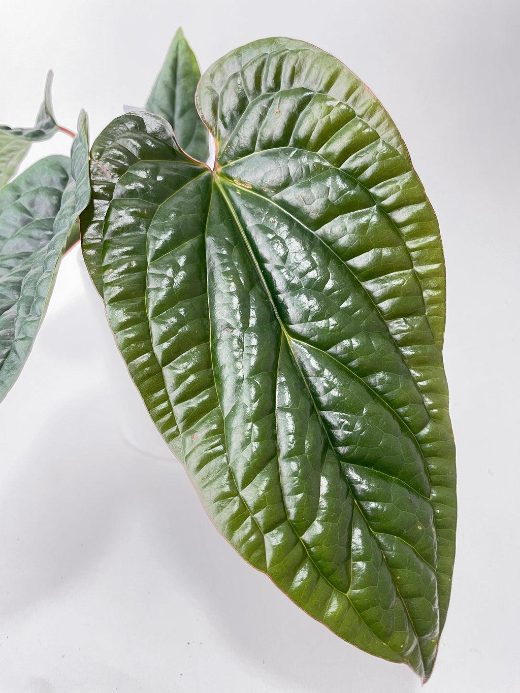 Anthurium Radicans | Heirloom Boulevard