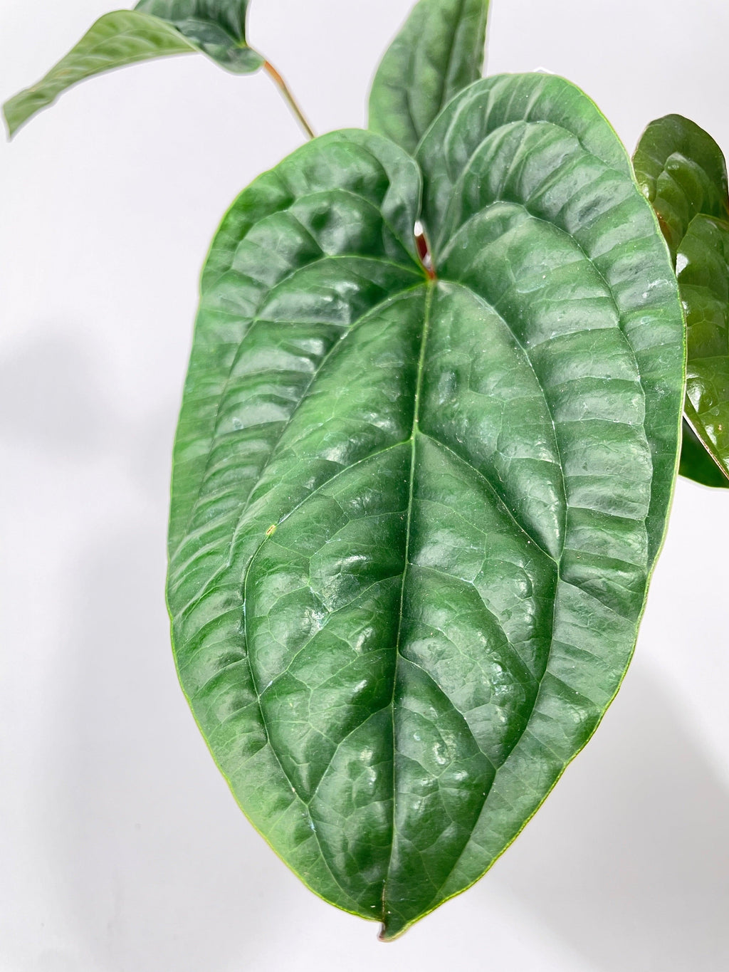 Anthurium Radicans | Heirloom Boulevard