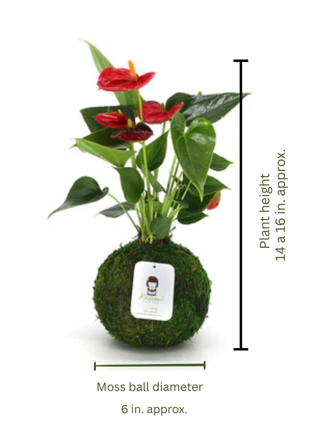 Kazumi Garden Anthurium | Moss Ball Kokedamas | Heirloom Boulevard