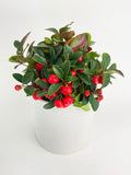 Bumble Plants Ardisia Crenata Christmas Berry Plant | Heirloom Boulevard