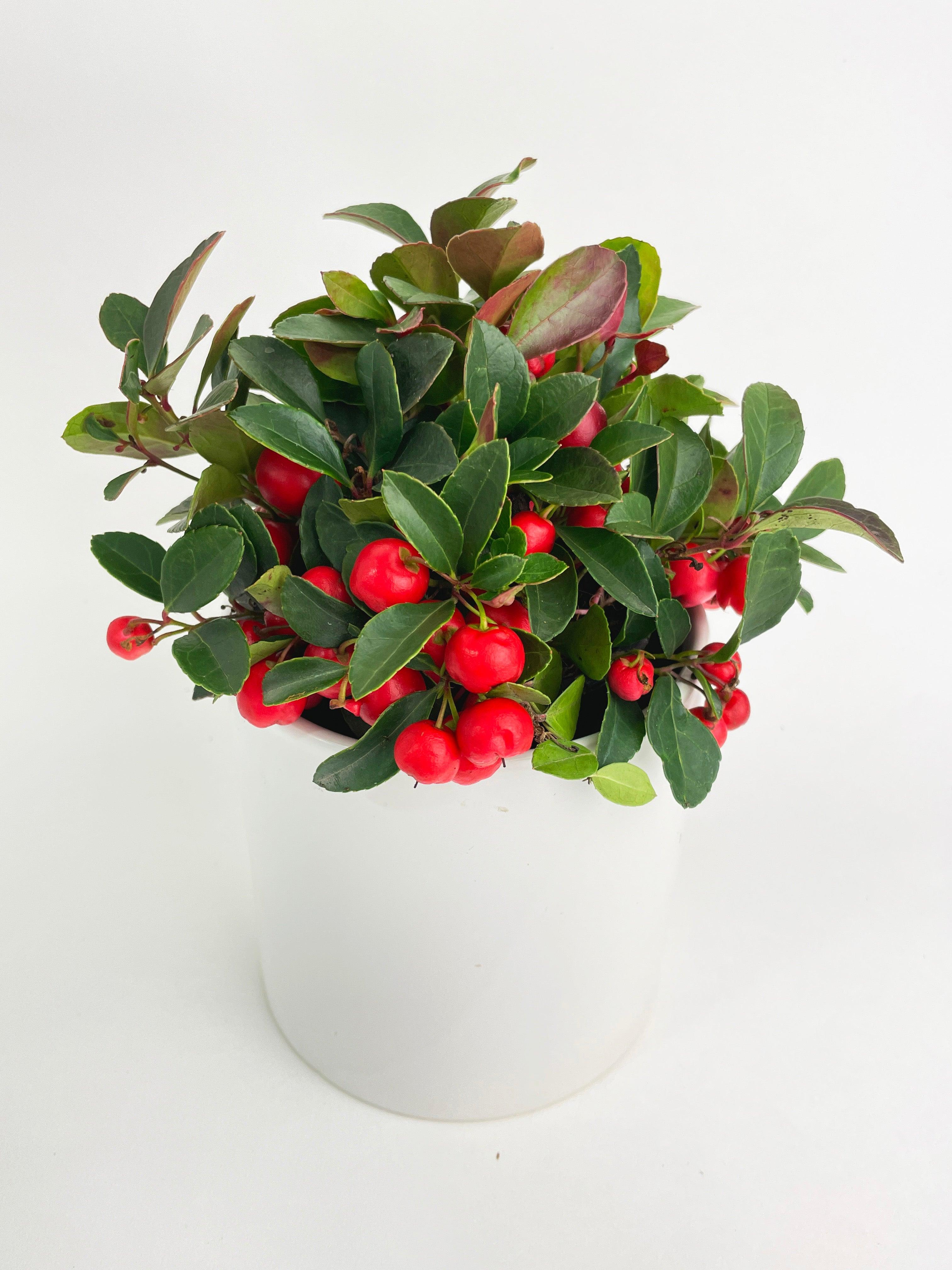 Ardisia Crenata Christmas Berry Plant | Heirloom Boulevard