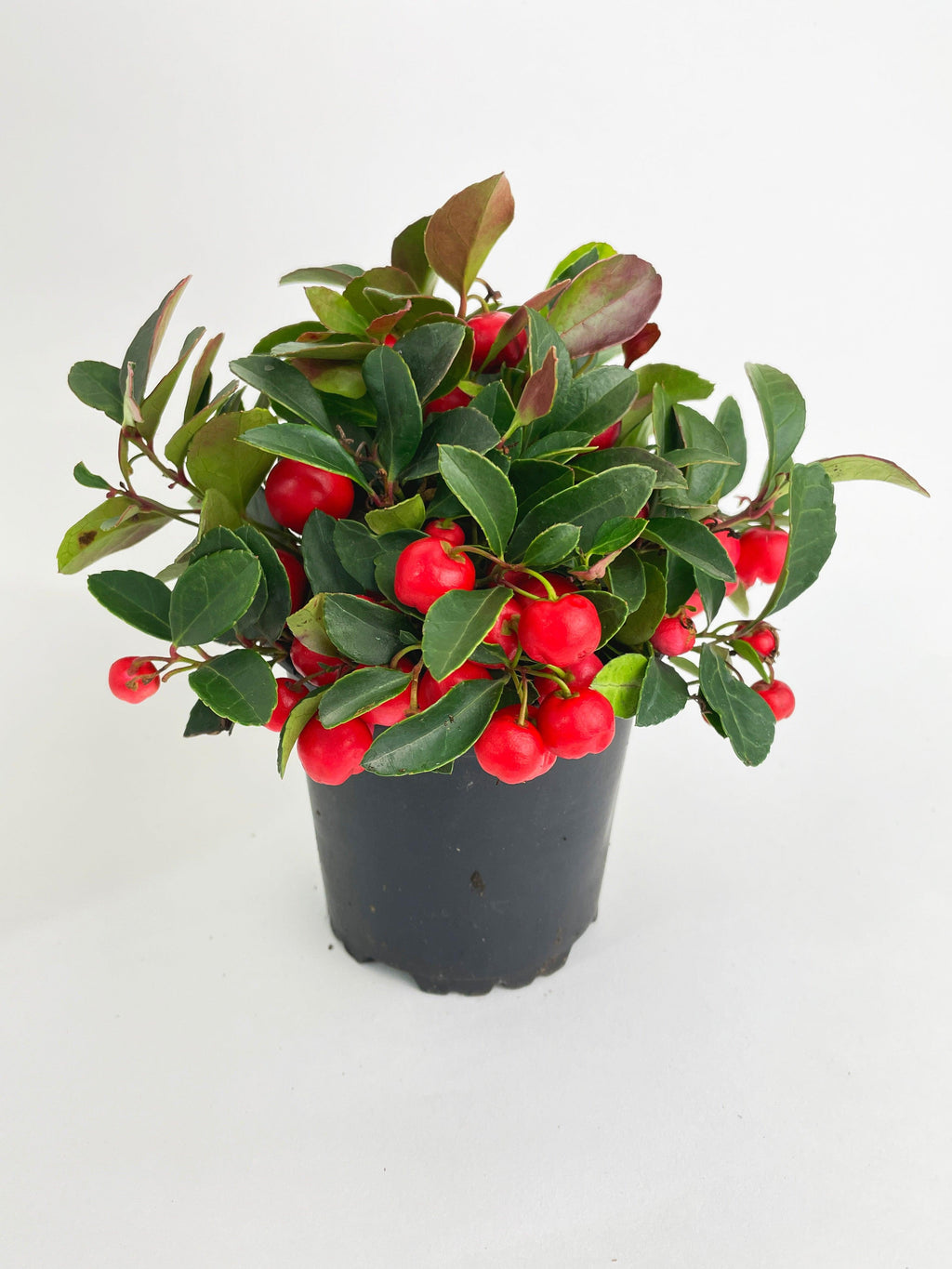 Ardisia Crenata Christmas Berry Plant | Heirloom Boulevard