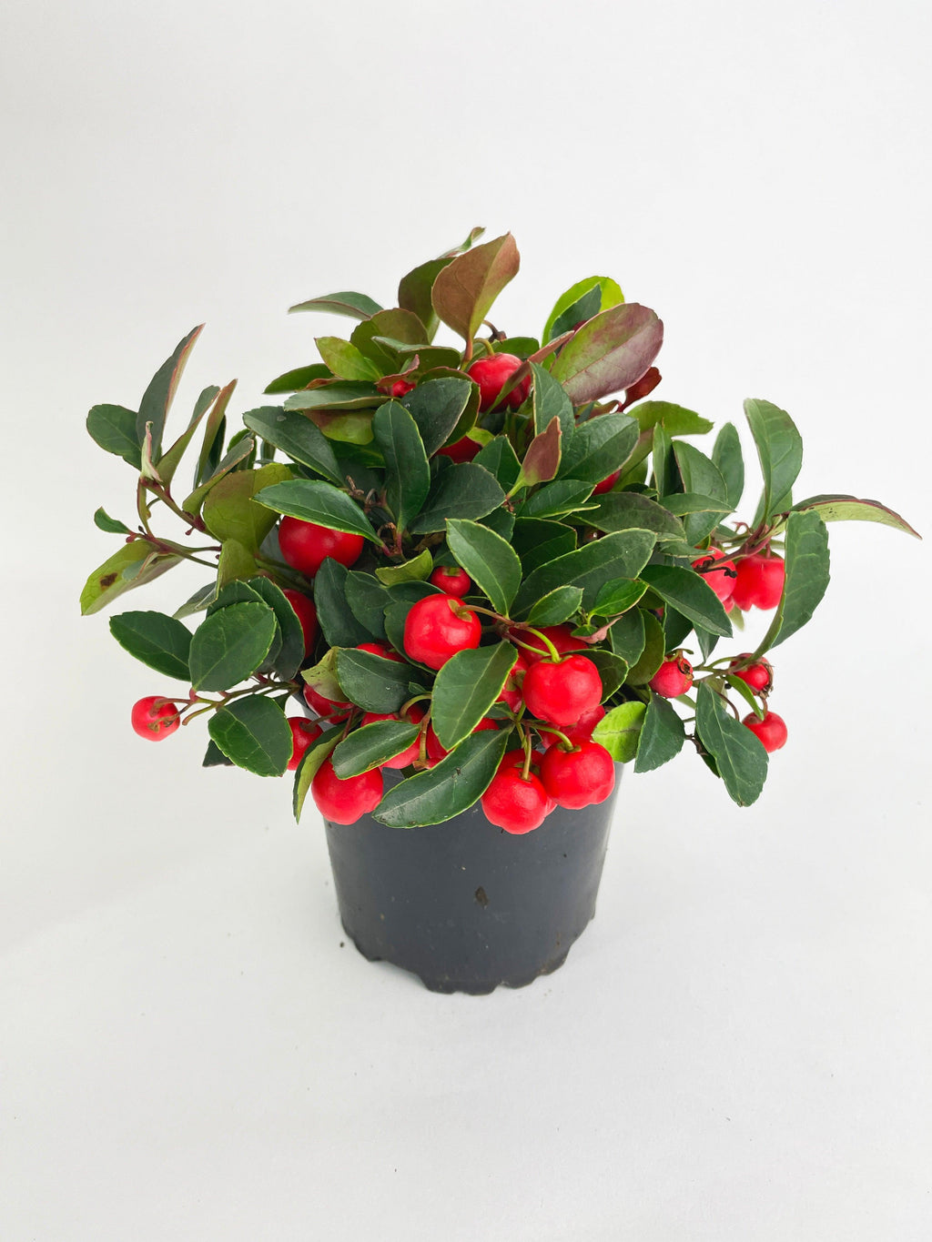 Ardisia Crenata Christmas Berry Plant | Heirloom Boulevard
