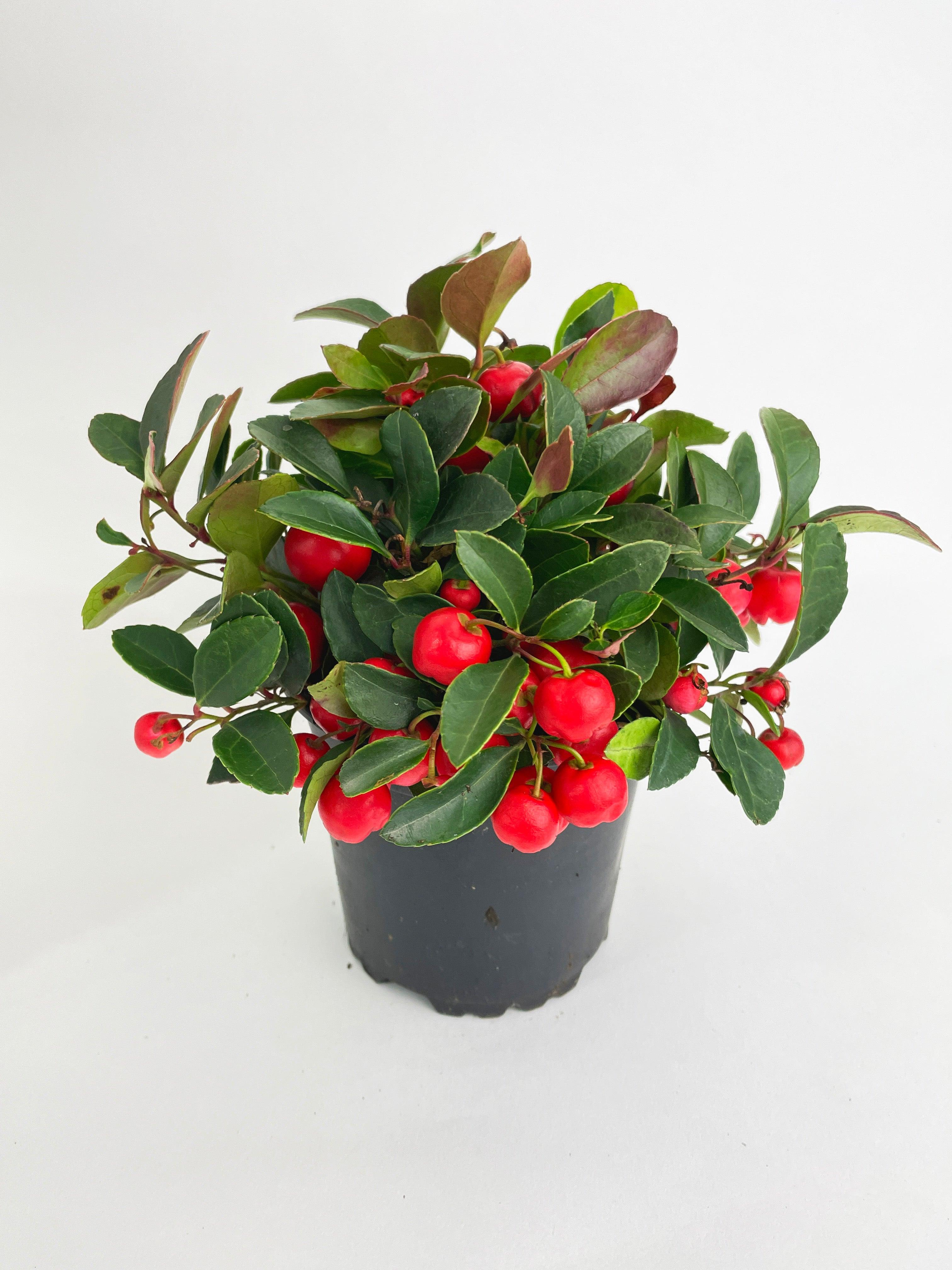 Ardisia Crenata Christmas Berry Plant | Heirloom Boulevard
