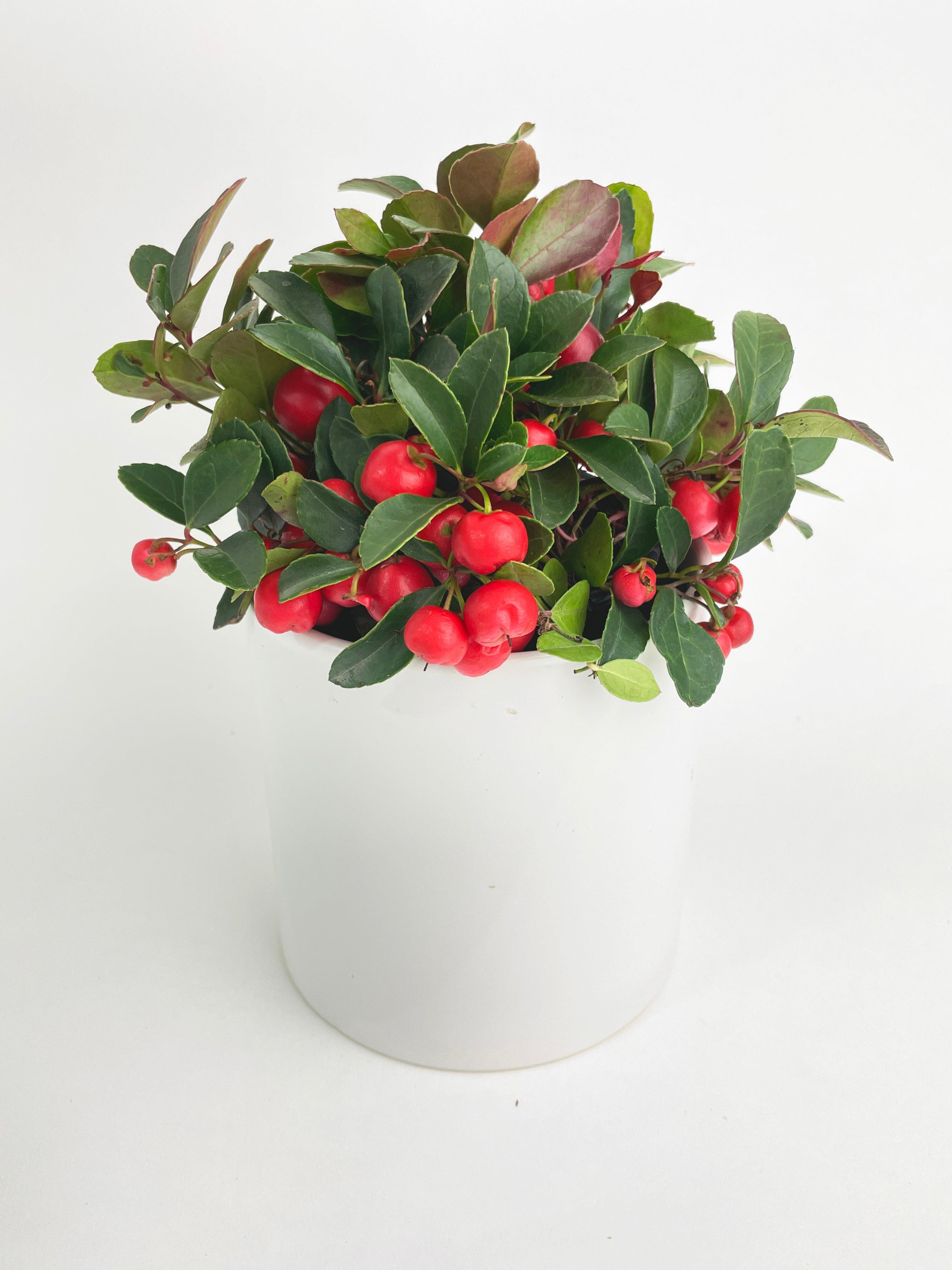 Ardisia Crenata Christmas Berry Plant | Heirloom Boulevard