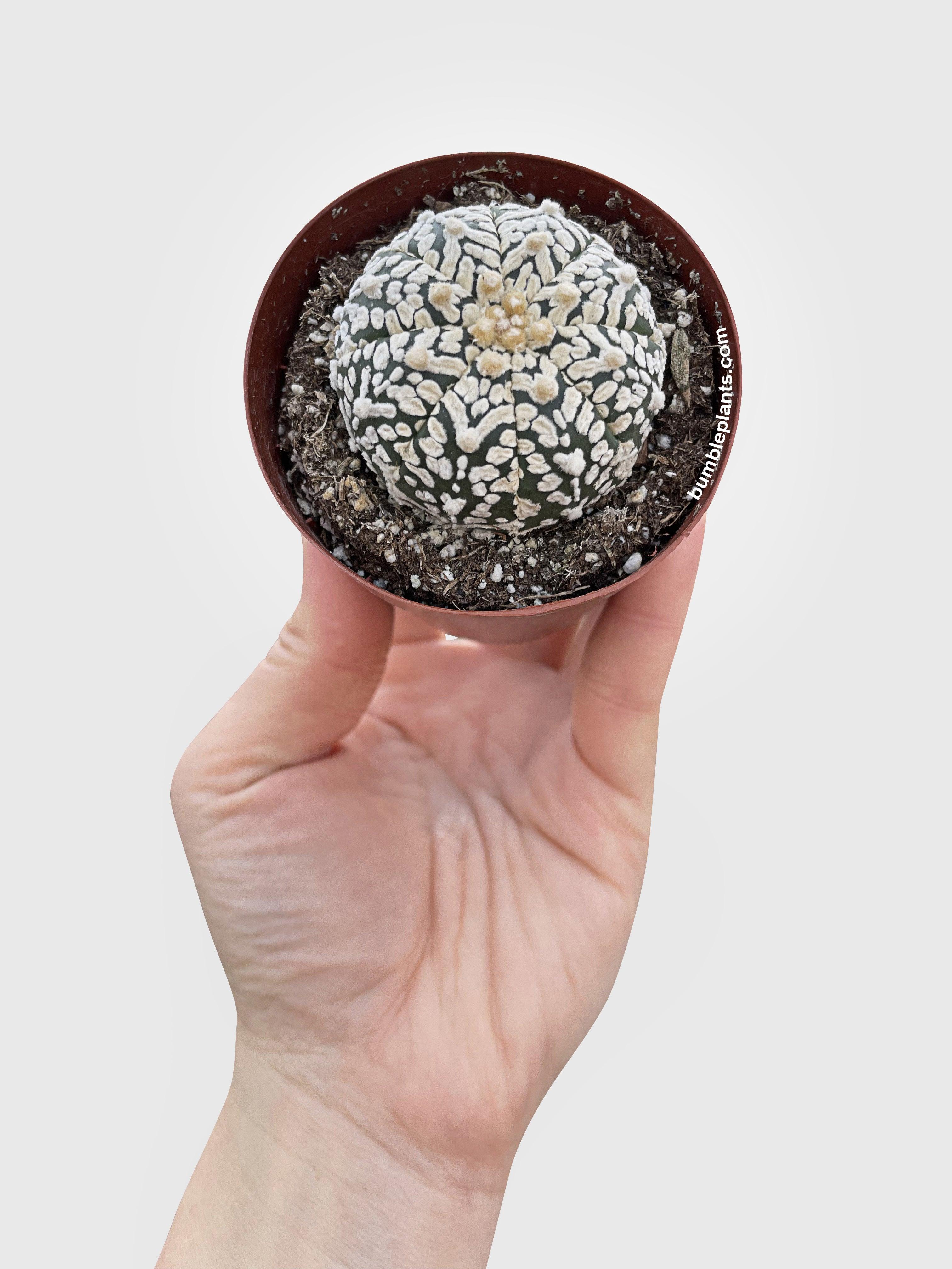 Bumble Plants Astrophytum Asterias Sand Dollar Cactus
