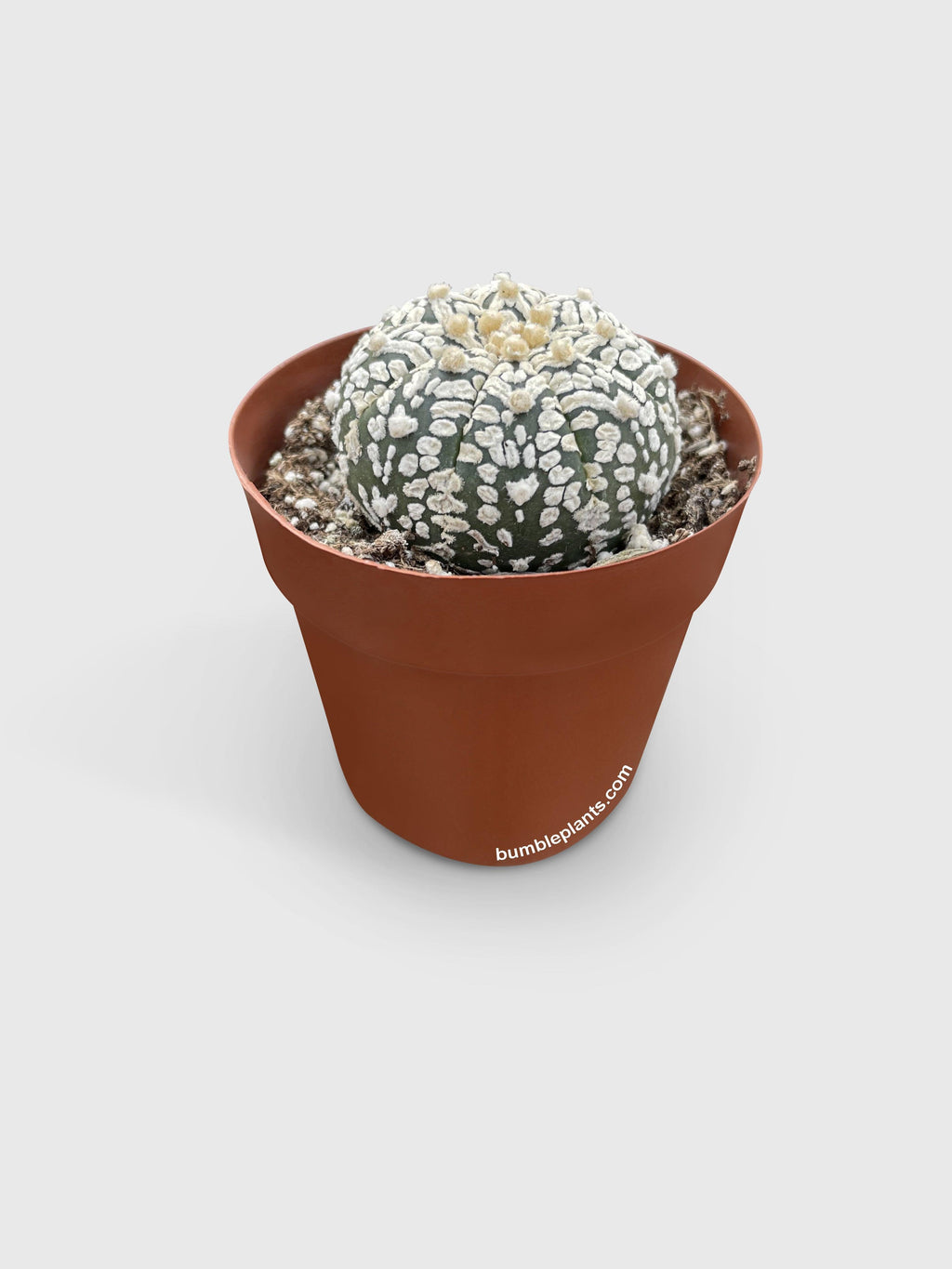 Bumble Plants Astrophytum Asterias Sand Dollar Cactus