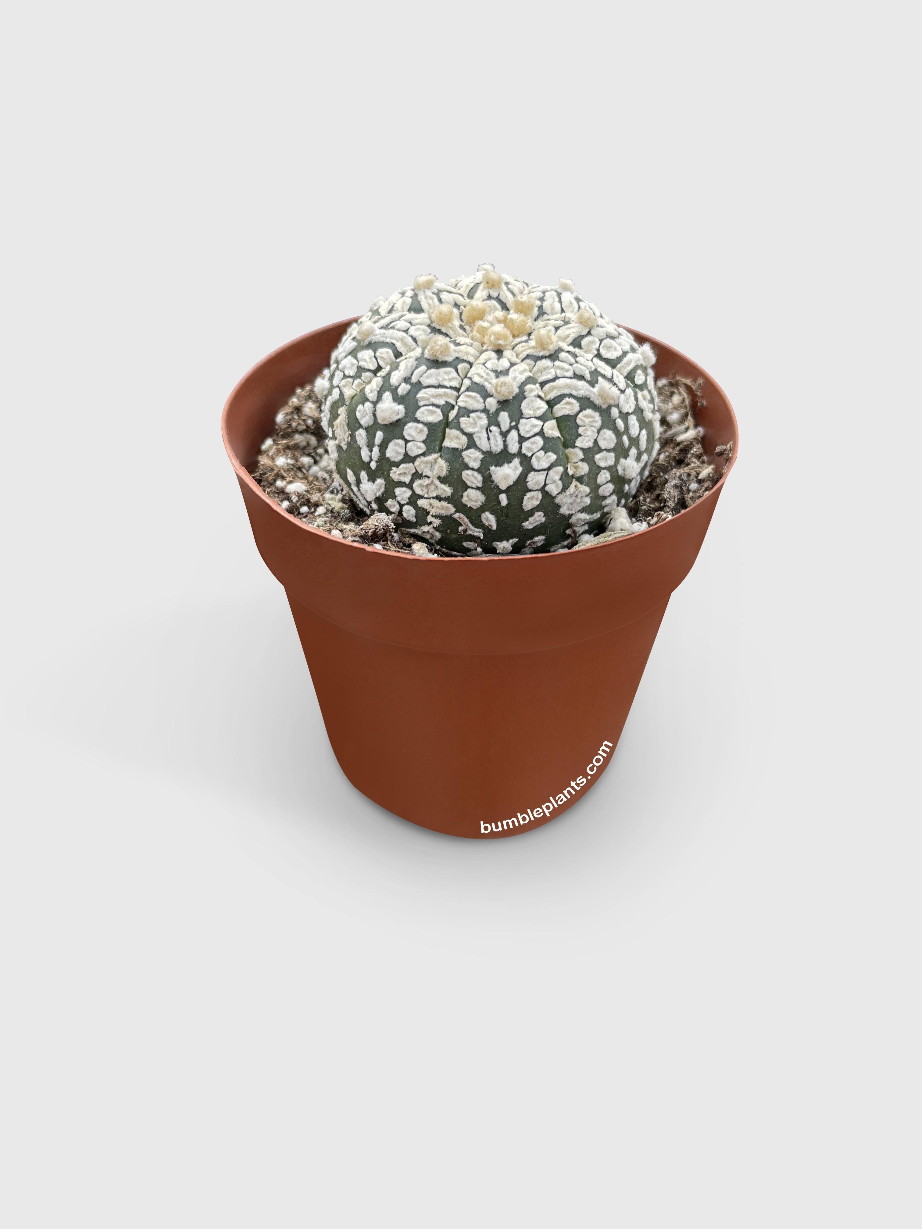 Bumble Plants Astrophytum Asterias Sand Dollar Cactus