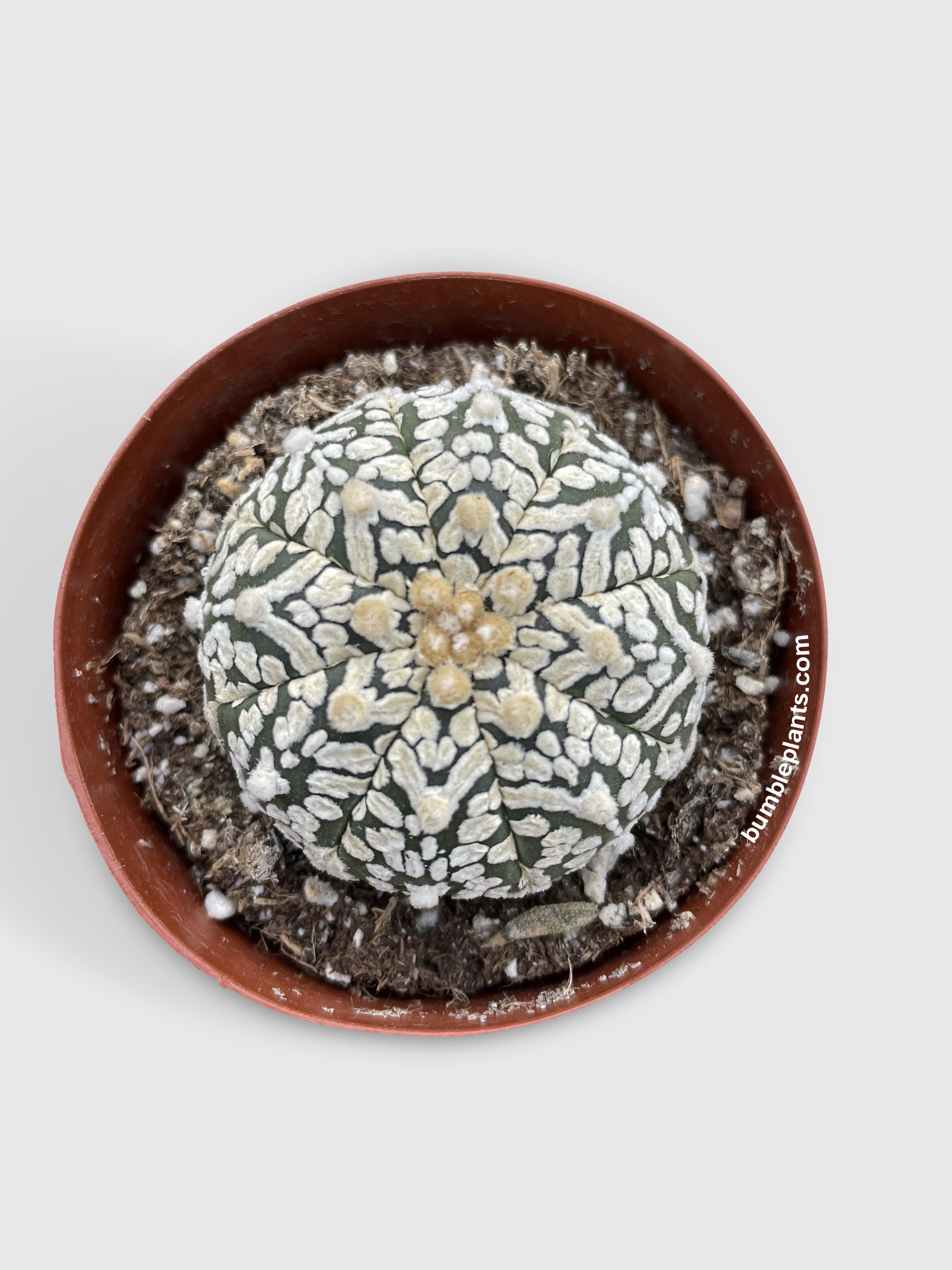 Bumble Plants Astrophytum Asterias Sand Dollar Cactus
